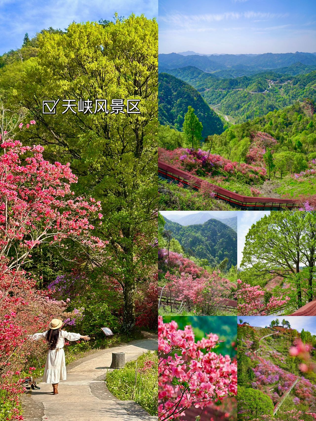 天峡杜鹃花图片