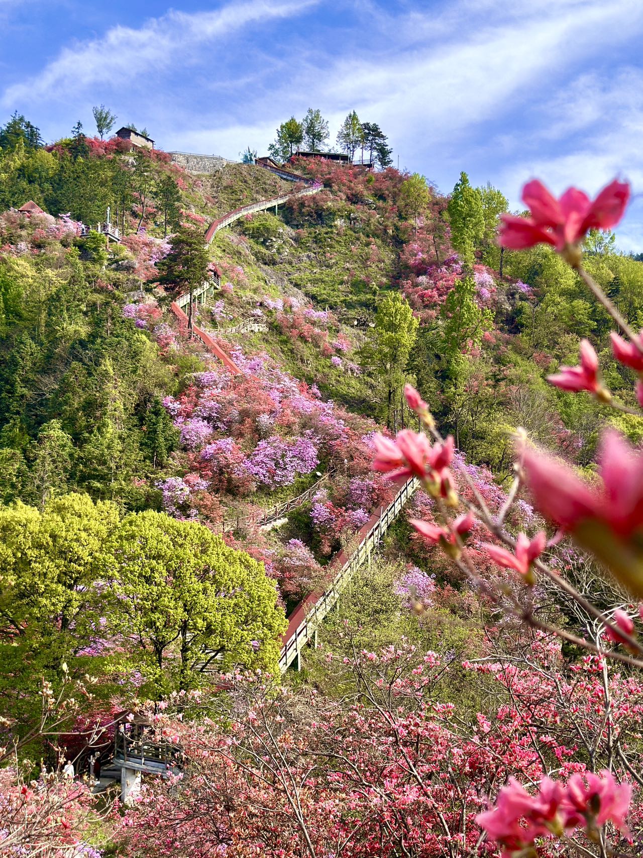 天峡杜鹃花图片