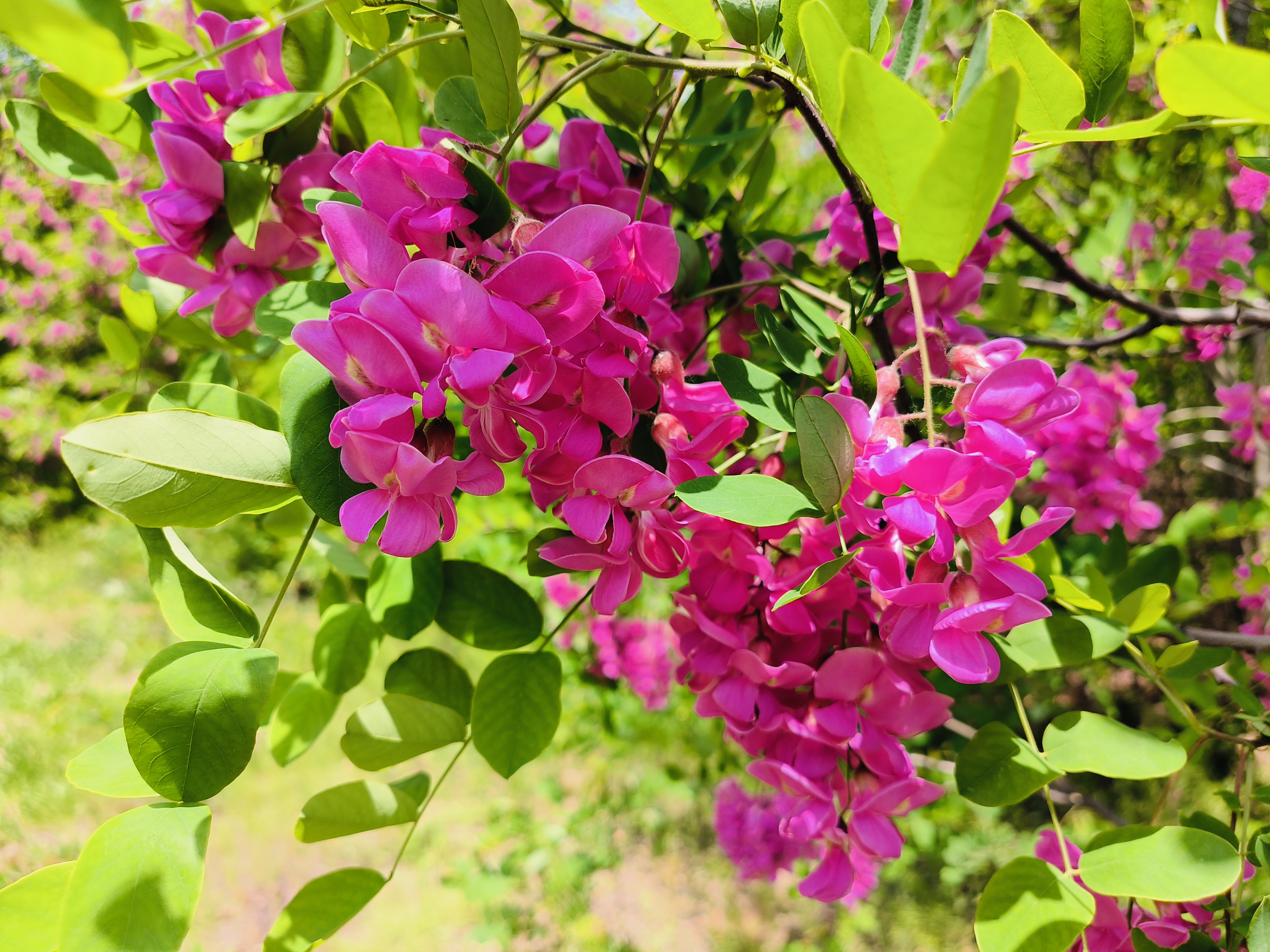 紫花槐图片