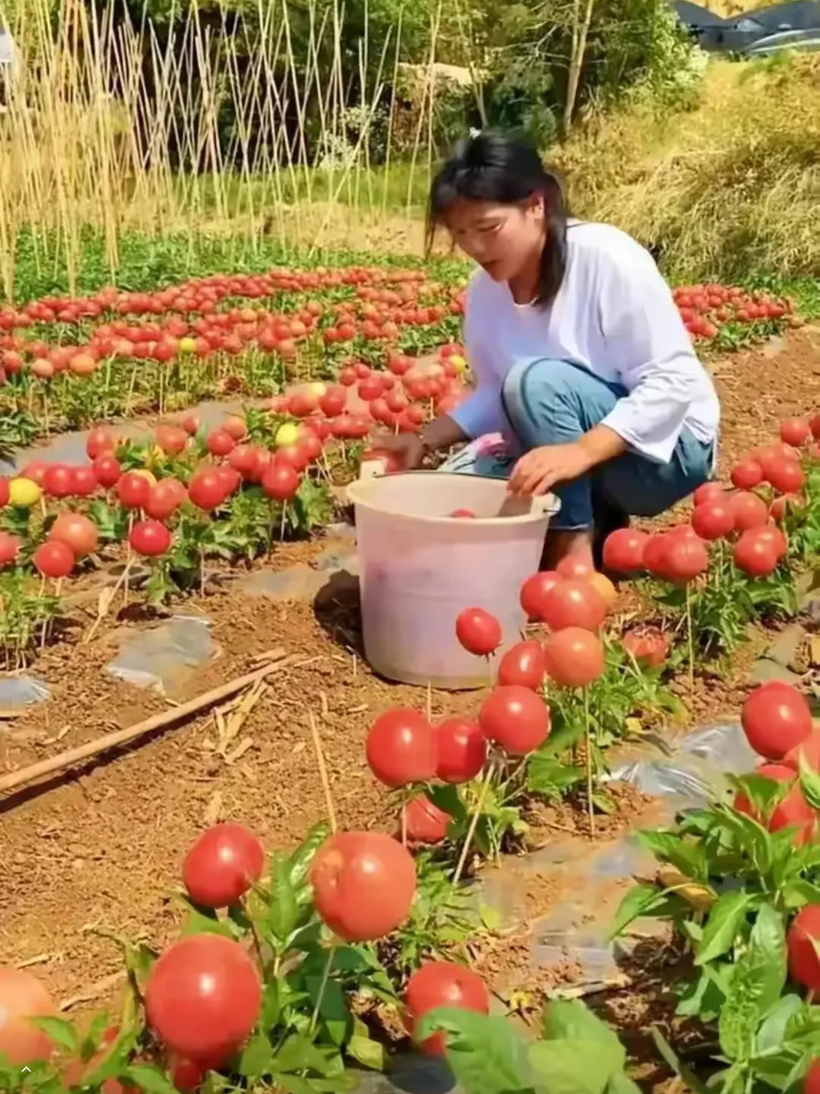 在网上看到这么两张照片,一个小姐姐正在把一个个西红柿往竹签子上插