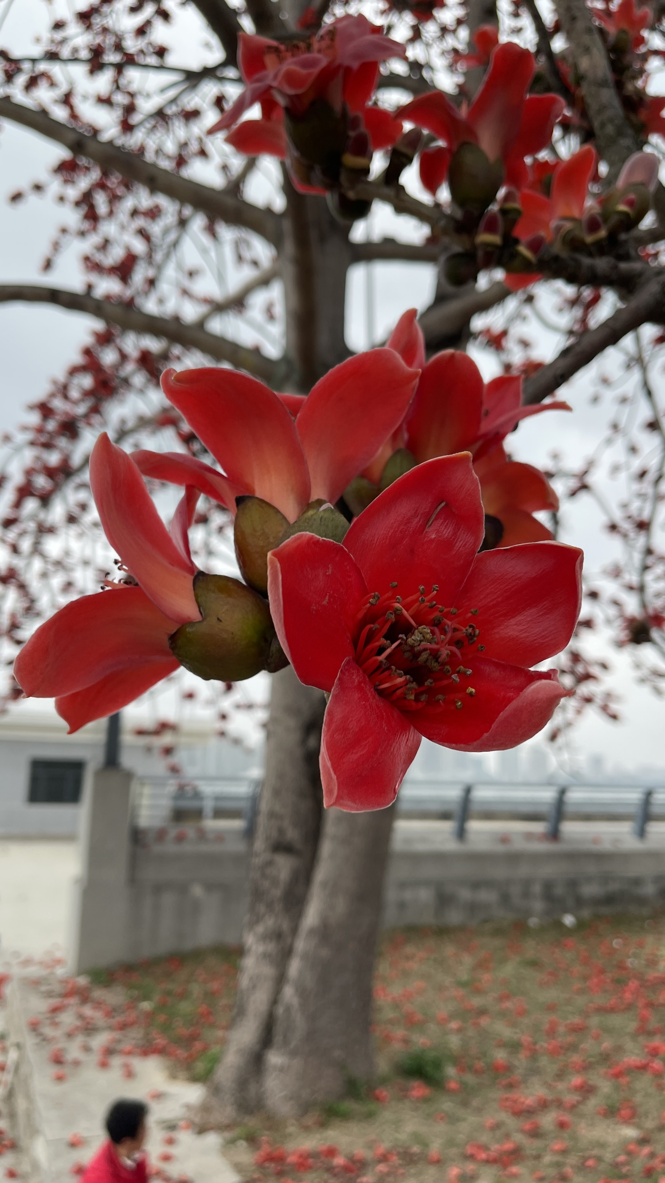 木棉花 手机壁纸图片