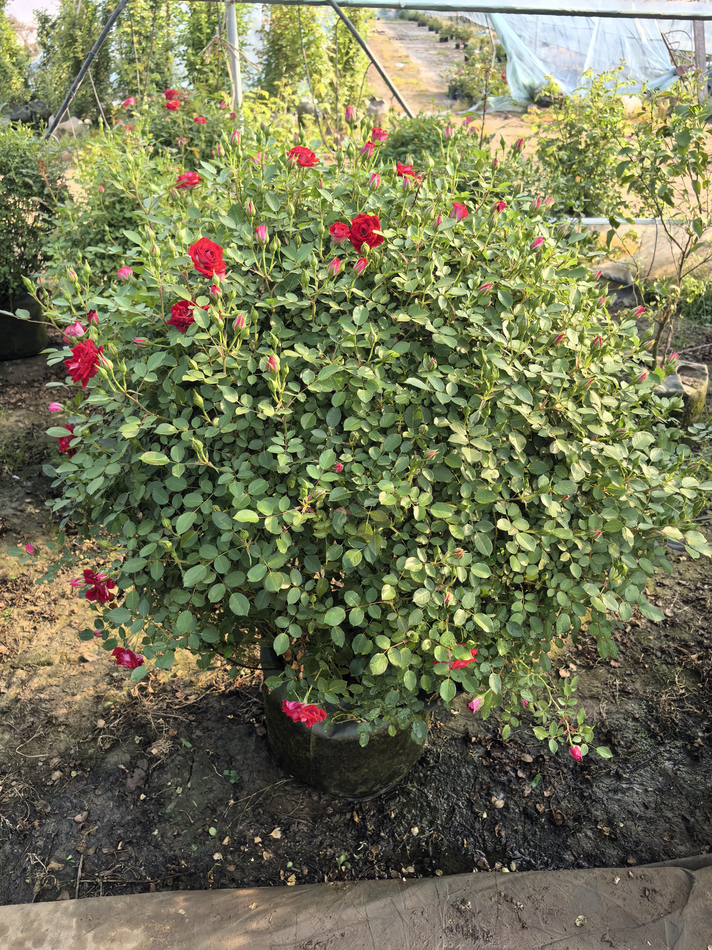 月季花球大红色花朵,美极了