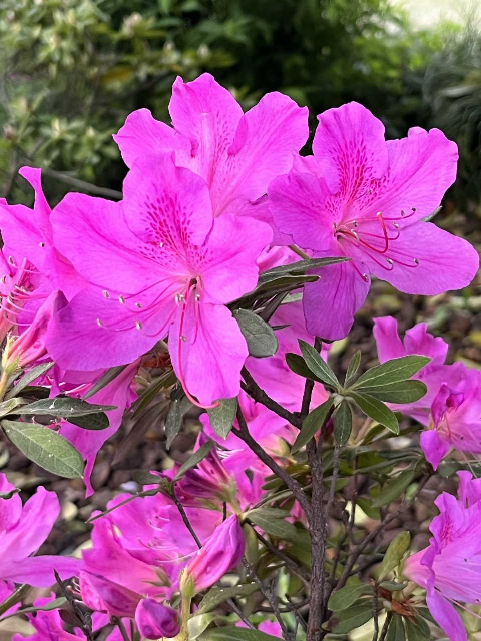 春天的色彩:美丽的杜鹃花