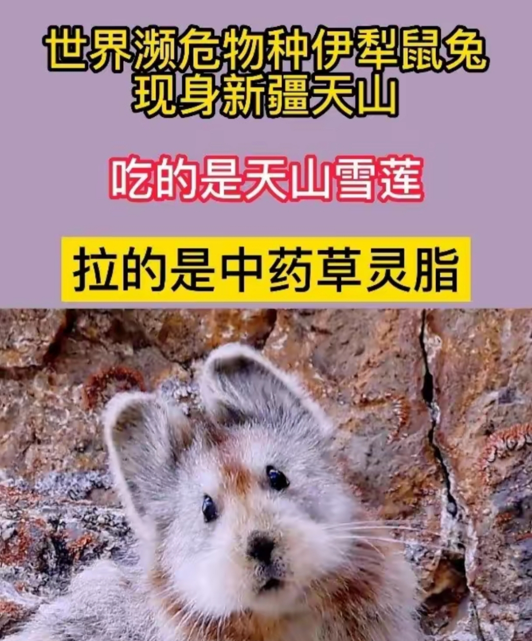 伊犁鼠兔简笔画图片