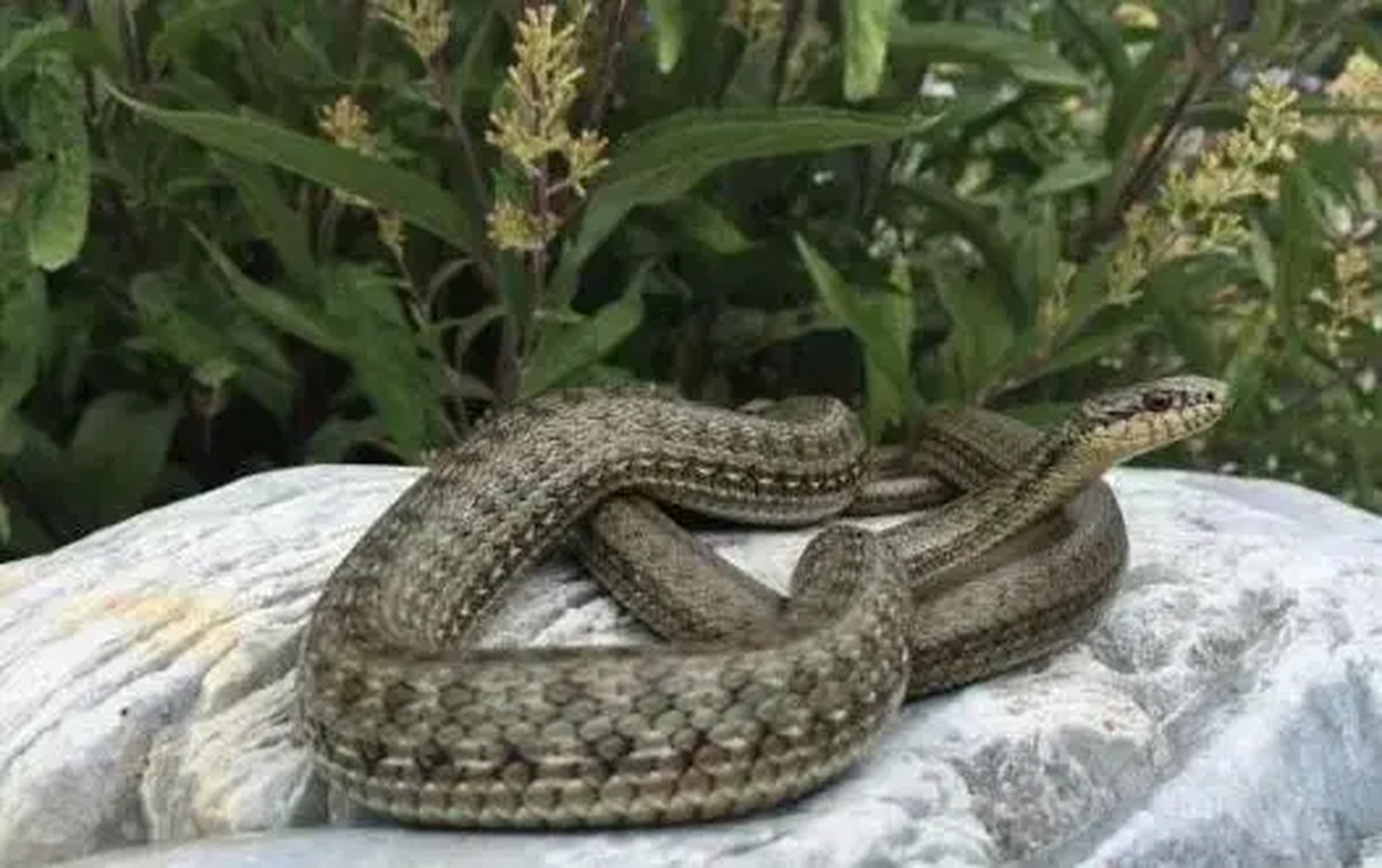 我国独有的宝藏啊～生活在青藏高原火山温泉附近高达4800米的极限海拔