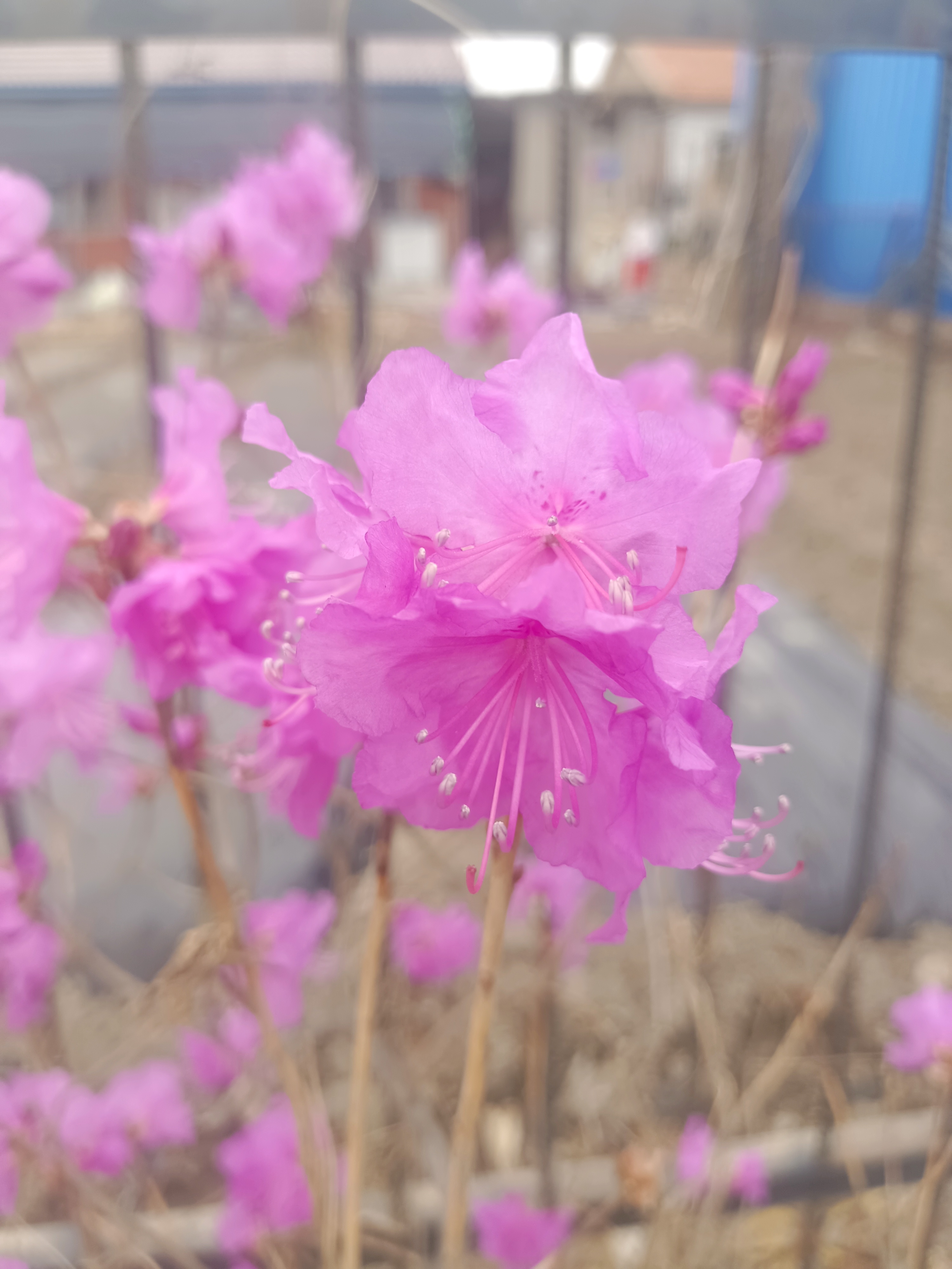 有朋友说这是金达莱花,请朋友们评论,对不对