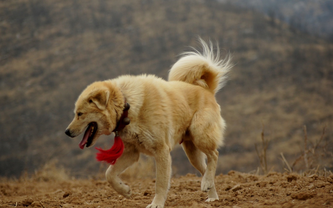 太行犬:深山走出的强悍烈犬