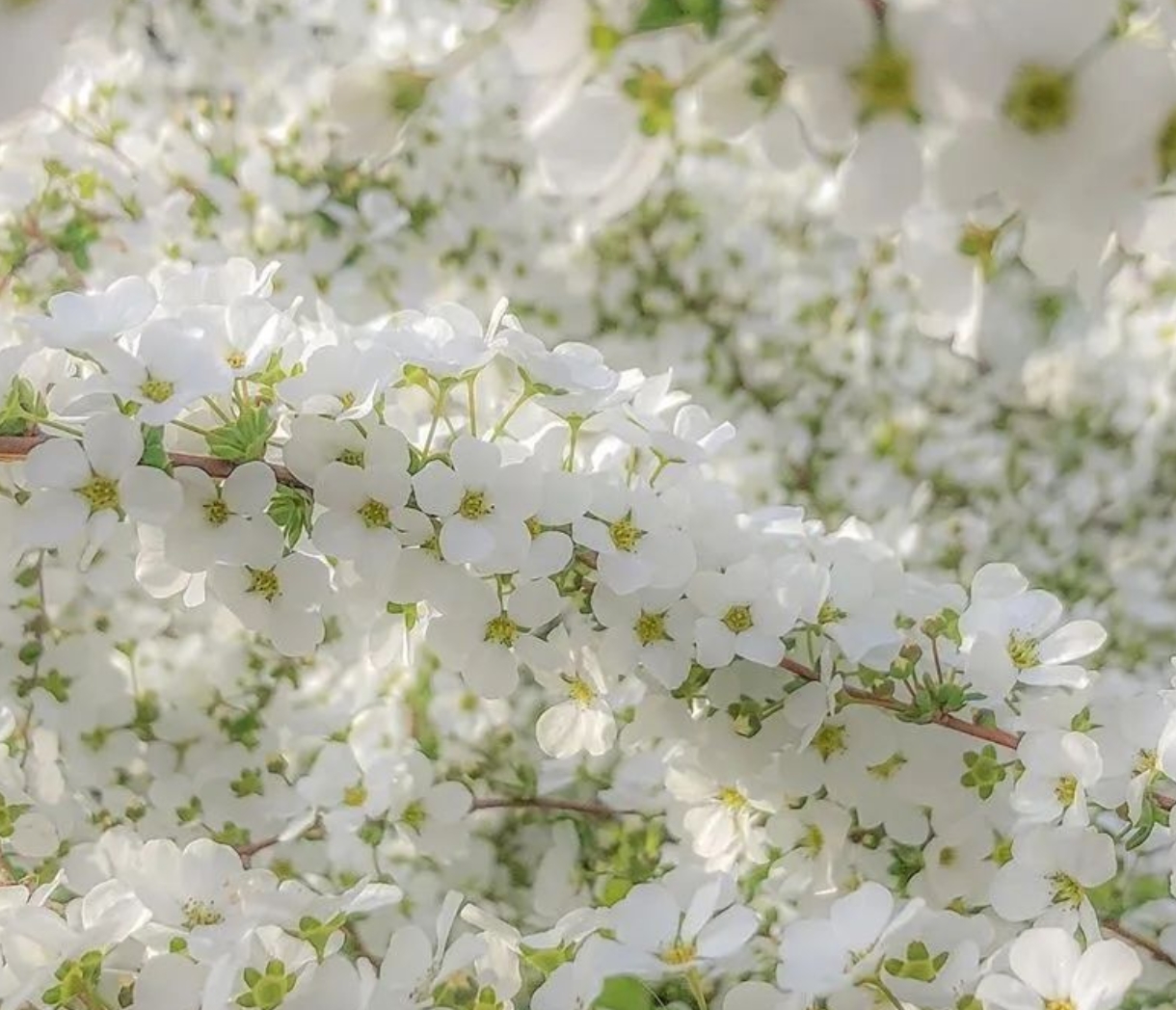 雪柳是木犀科雪柳属植物,因其叶子形状似柳叶,开花季节白花满枝,尤珑