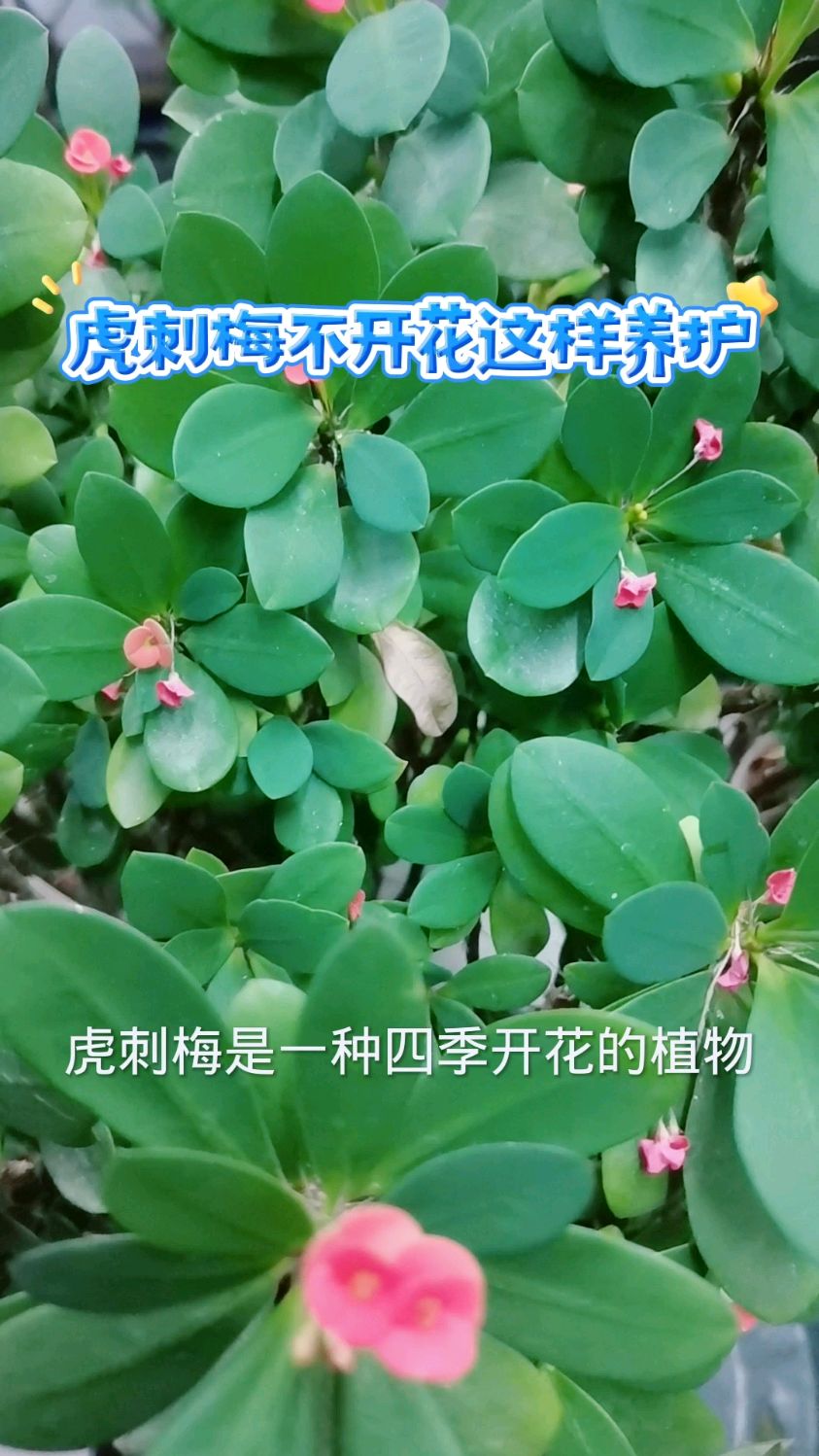 虎刺梅不开花这样养护