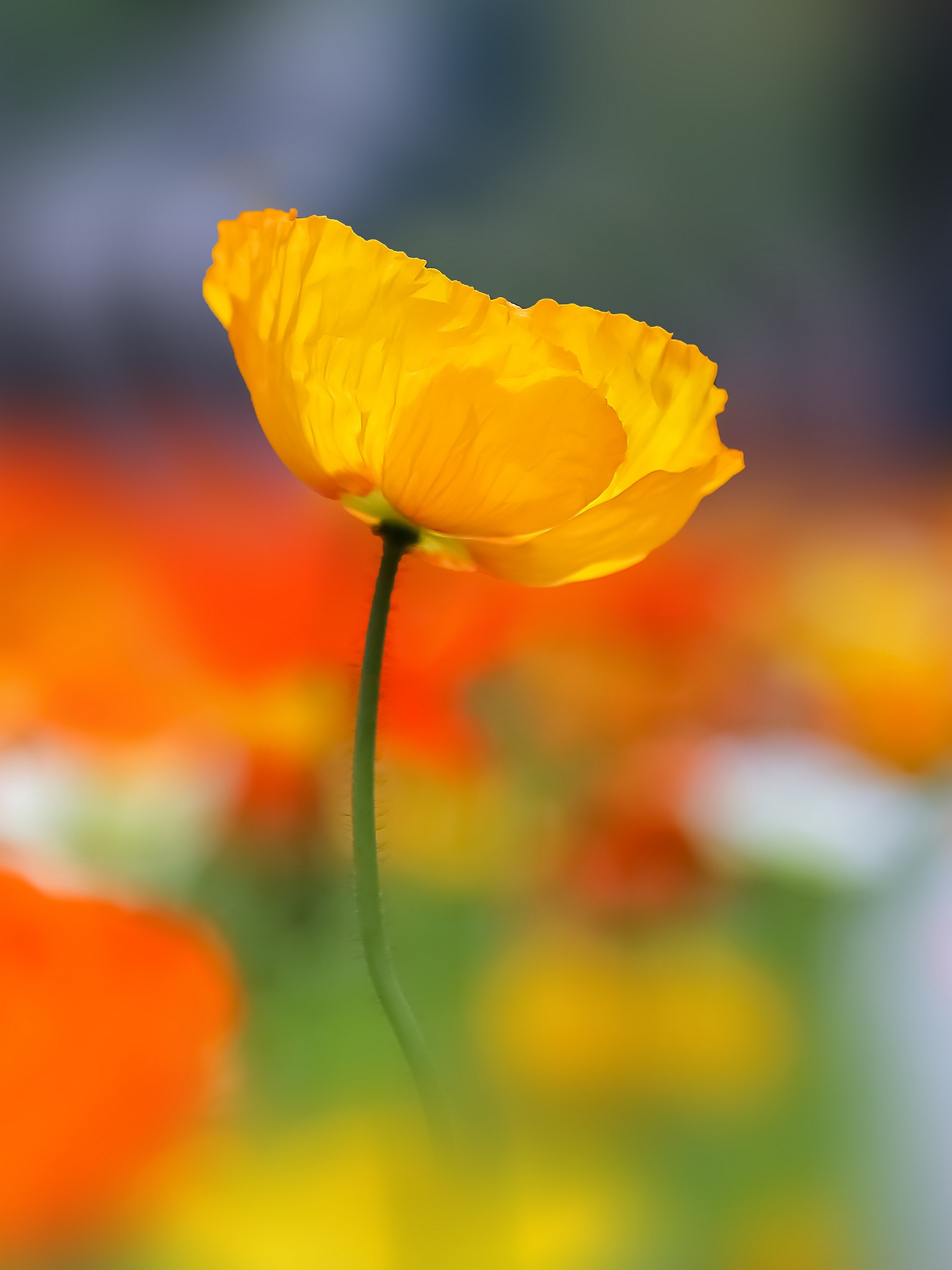 姹紫嫣红的春天,阳光下浪漫无限.