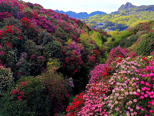 贵州毕节百里杜鹃花海以如烟似霞,若云若雾的姿态正悄然绽放〈一