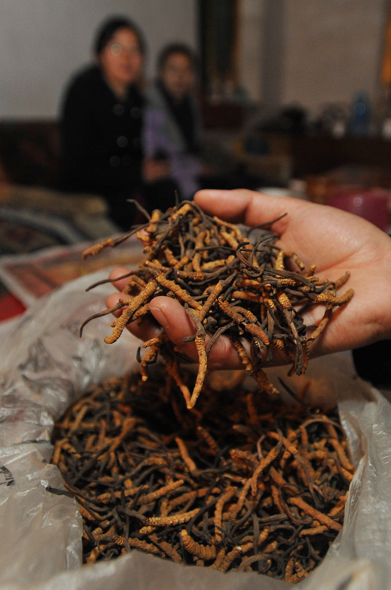 青海严禁种植人工繁育冬虫夏草,共护生态安全