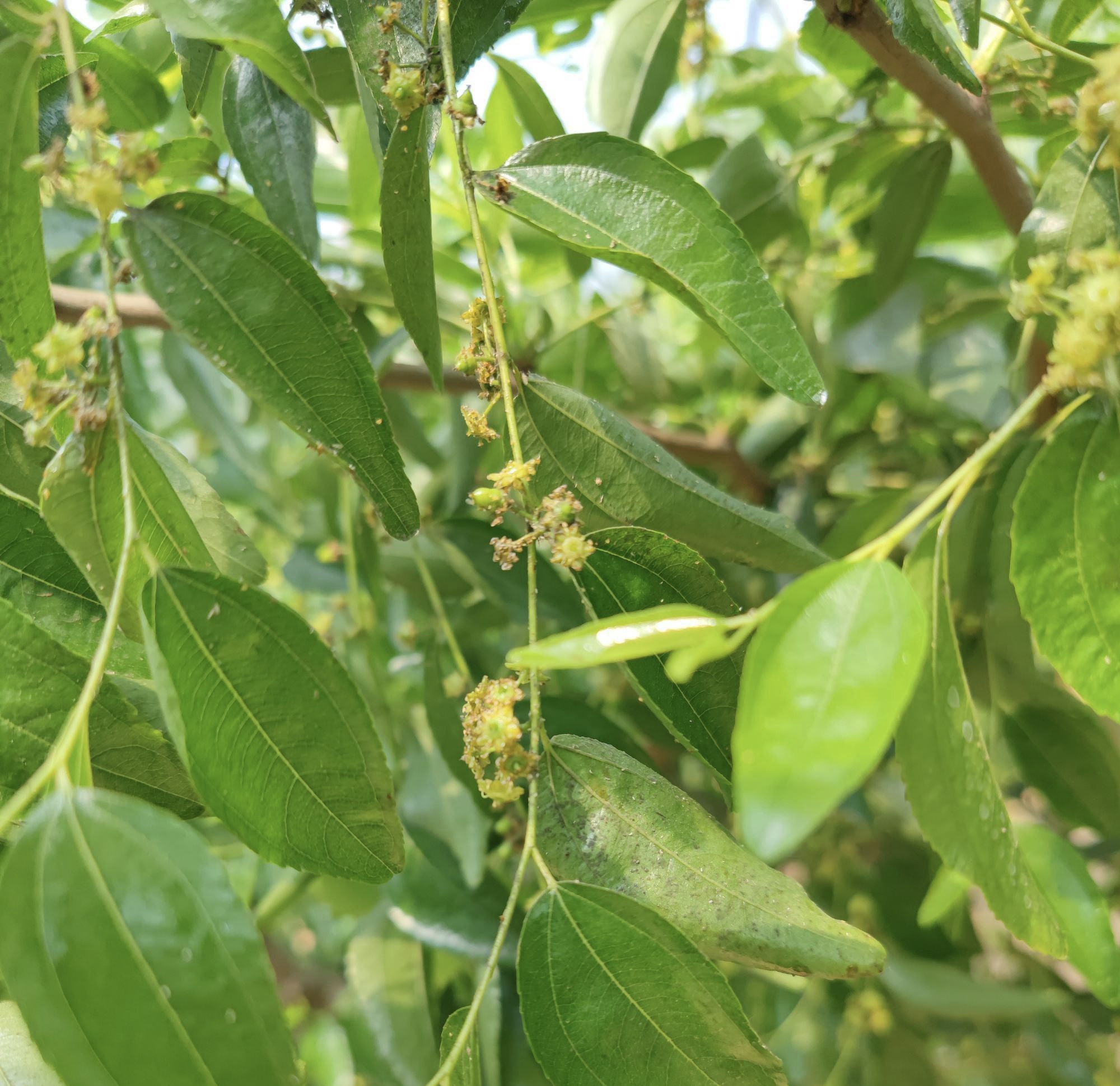 如何防治枣树抗性蚜虫黑蚜危害