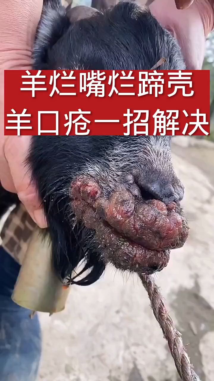 羊烂嘴口疮一招解决