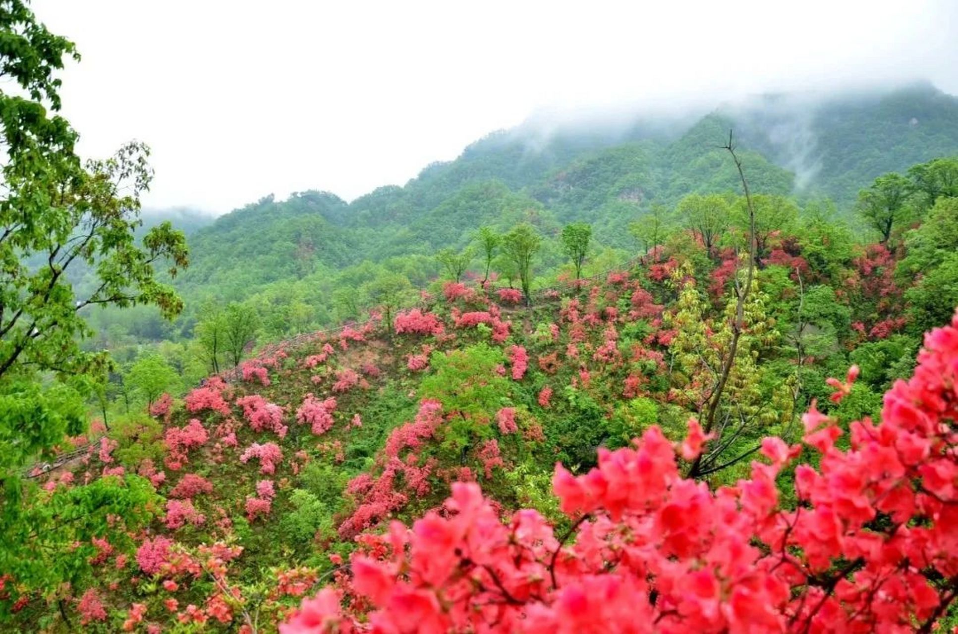 随手拍春天# 登上山坡,眼前的景色令人惊叹.