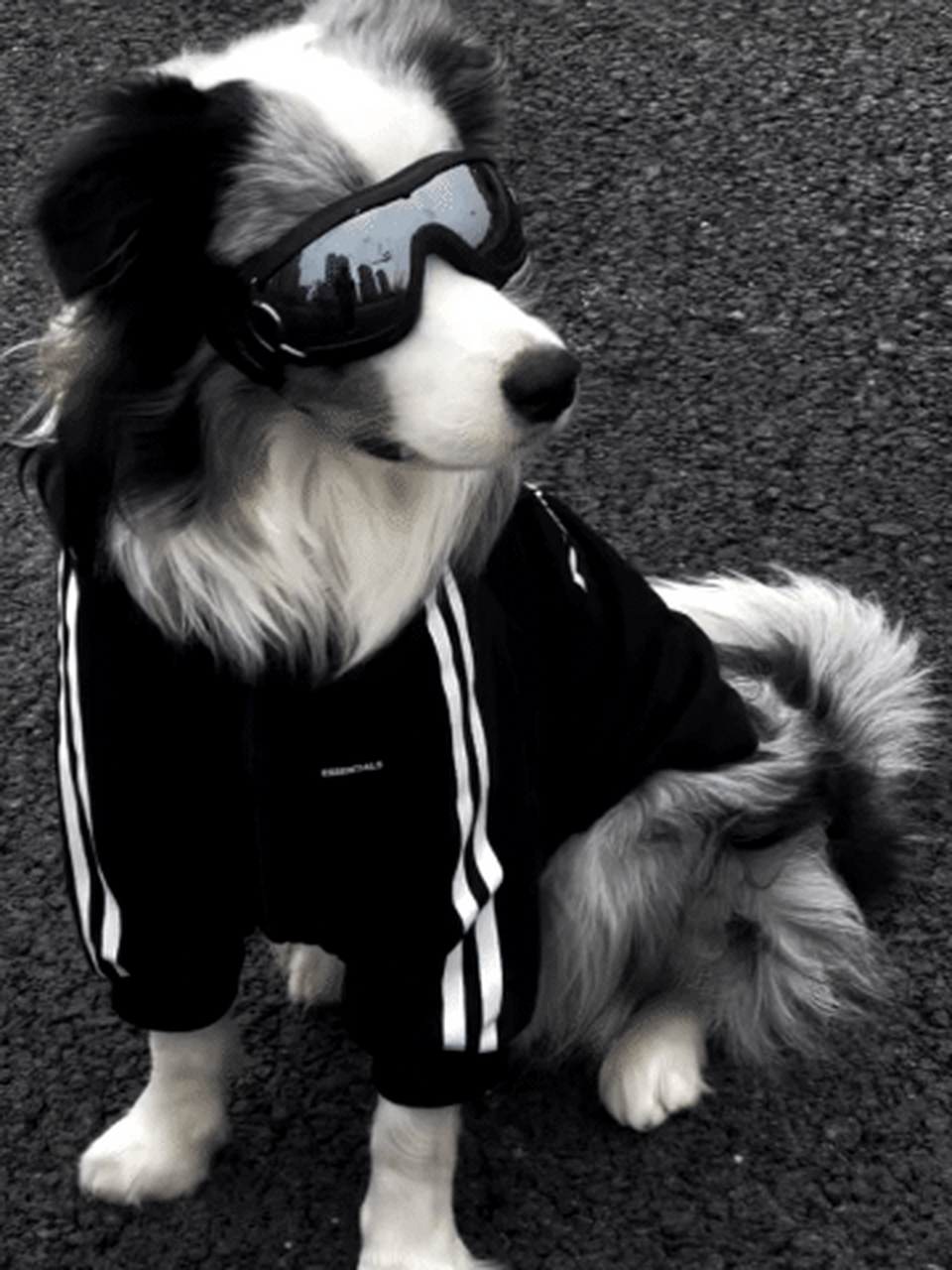 被这只边牧给帅到了!