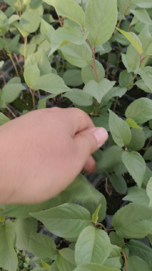 适合山地丘陵栽种的吉塞拉12号砧木苗!组培苗,根系发达!