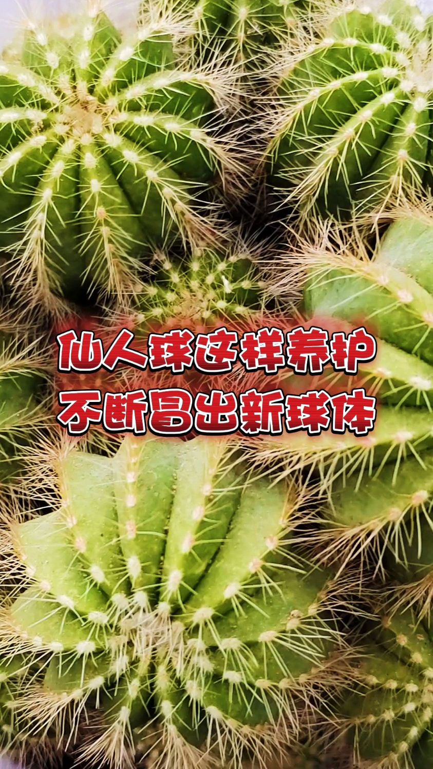 仙人球这样养护,不断冒出新球体
