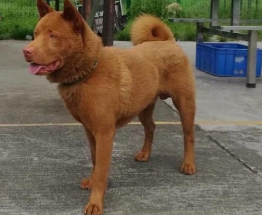 五红犬:本地人眼中的"招财狗"