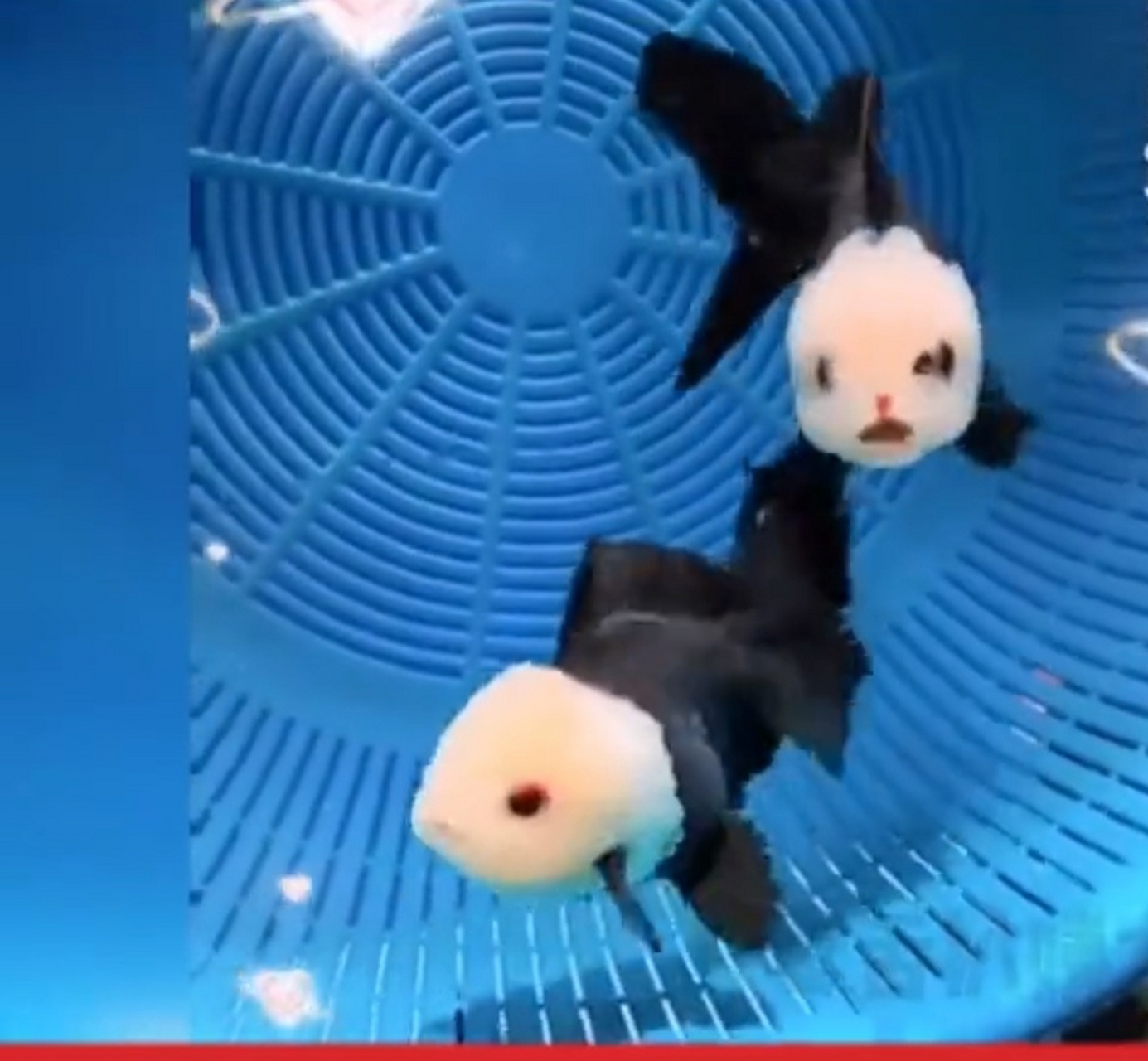 还有这种鱼,长的好像熊猫呀,小小的眼睛,小小的嘴巴,身上还是黑黑的