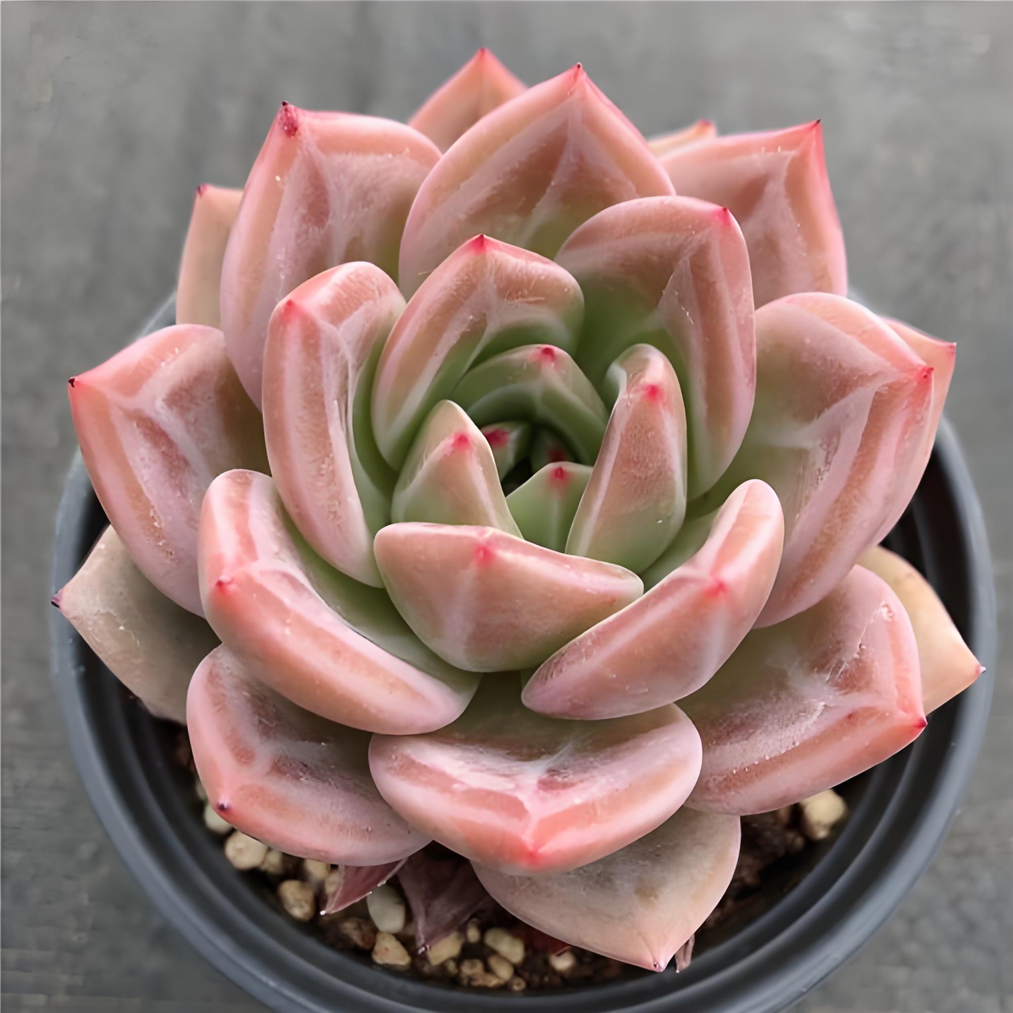 多肉香槟如何养出好状态