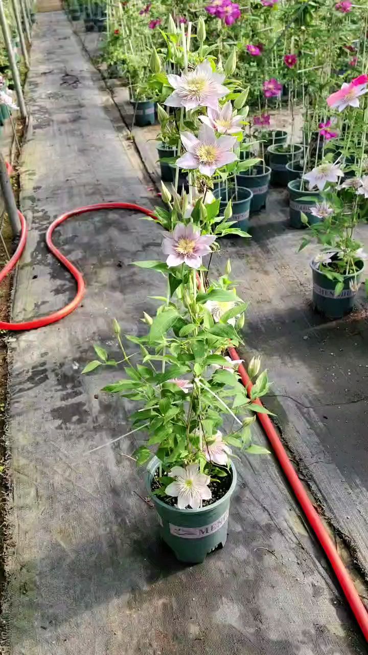 铁线莲享有藤本花卉皇后之美称花期69月花色多样