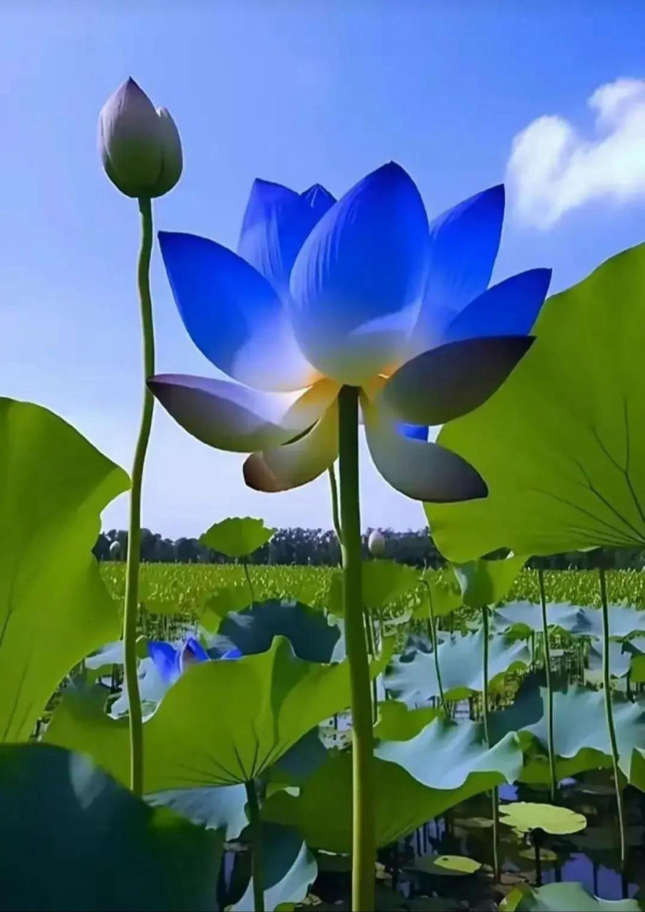 莲花图片(二) 夏天快到了,分享几组超凡脱俗的荷花图片.