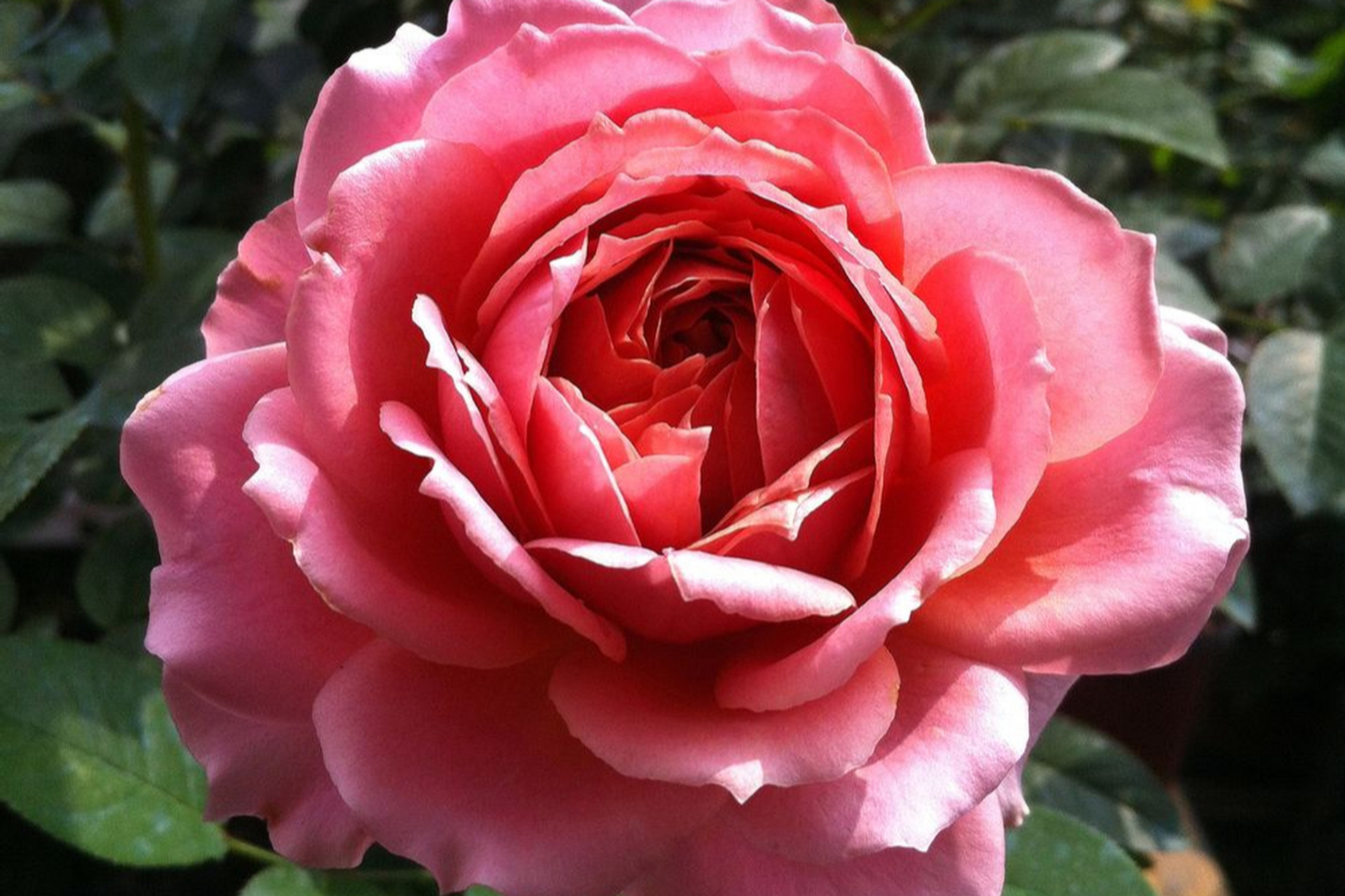 浪漫古董月季花,冷门但绝美无比.