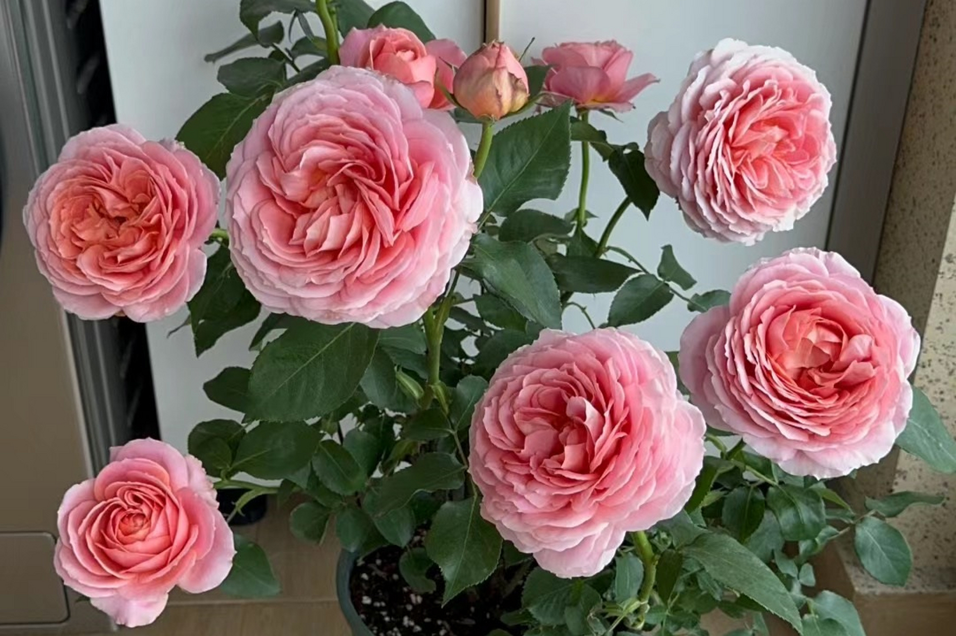 浪漫古董月季花,冷门但绝美无比.