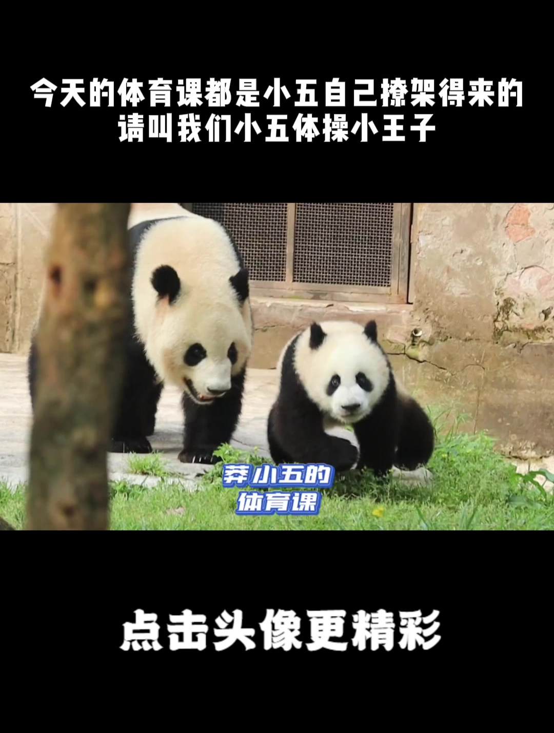 今天的体育课都是小五自己撩架得来的!请叫我们小五体操小王子