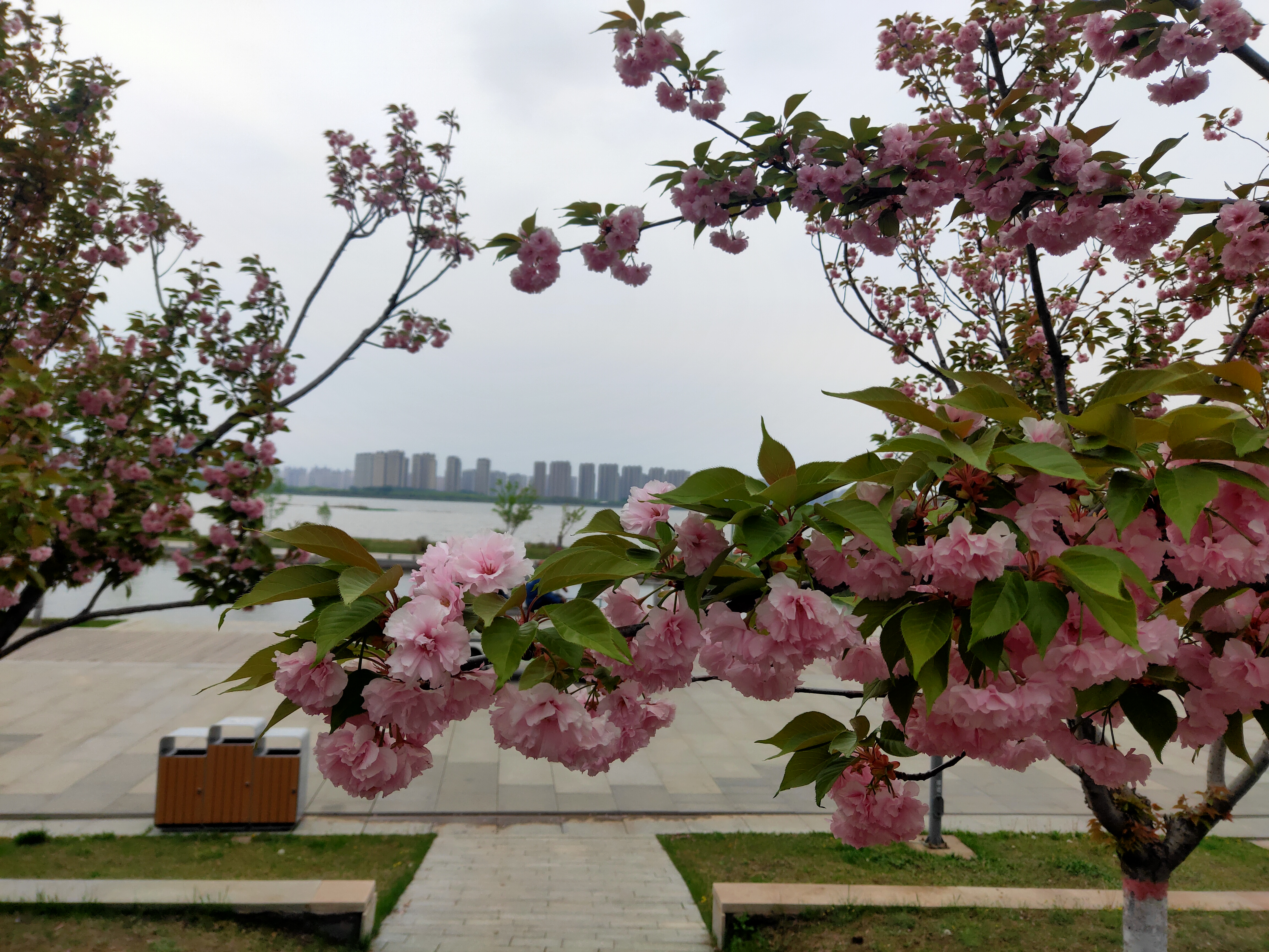 晋阳湖公园赏花图片