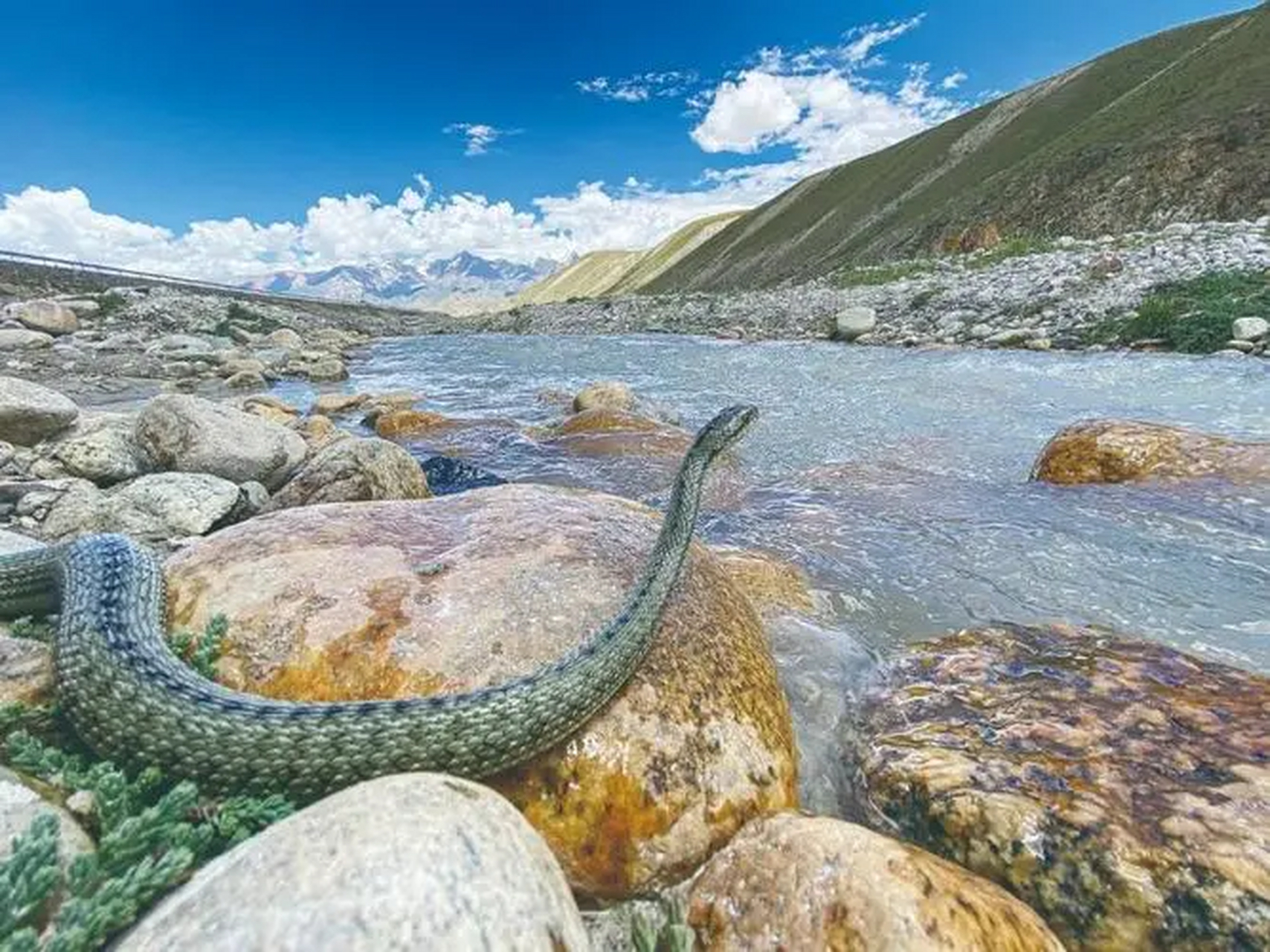 我国独有的宝藏啊～生活在青藏高原火山温泉附近高达4800米的极限海拔