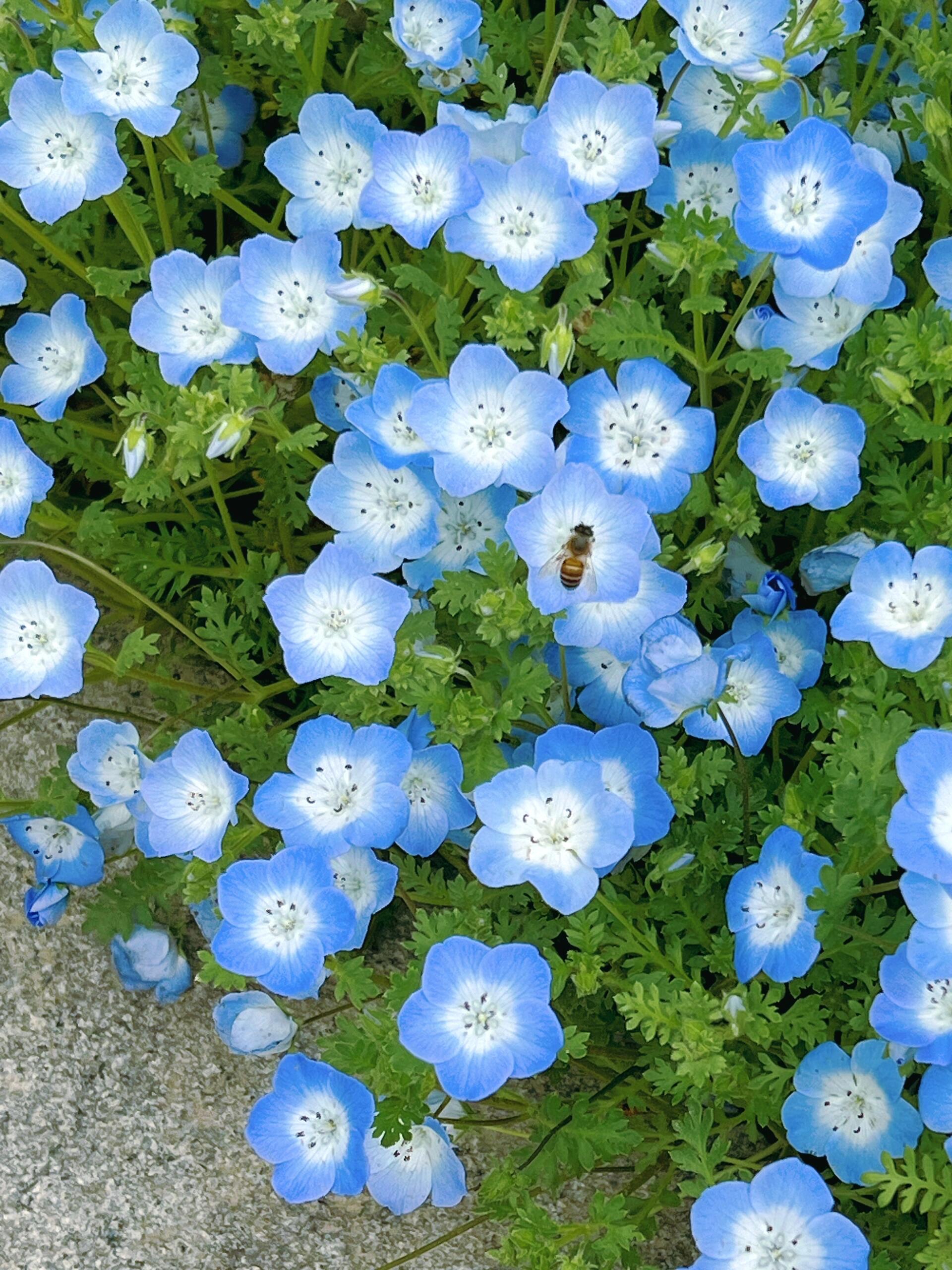 蓝樱花花期图片