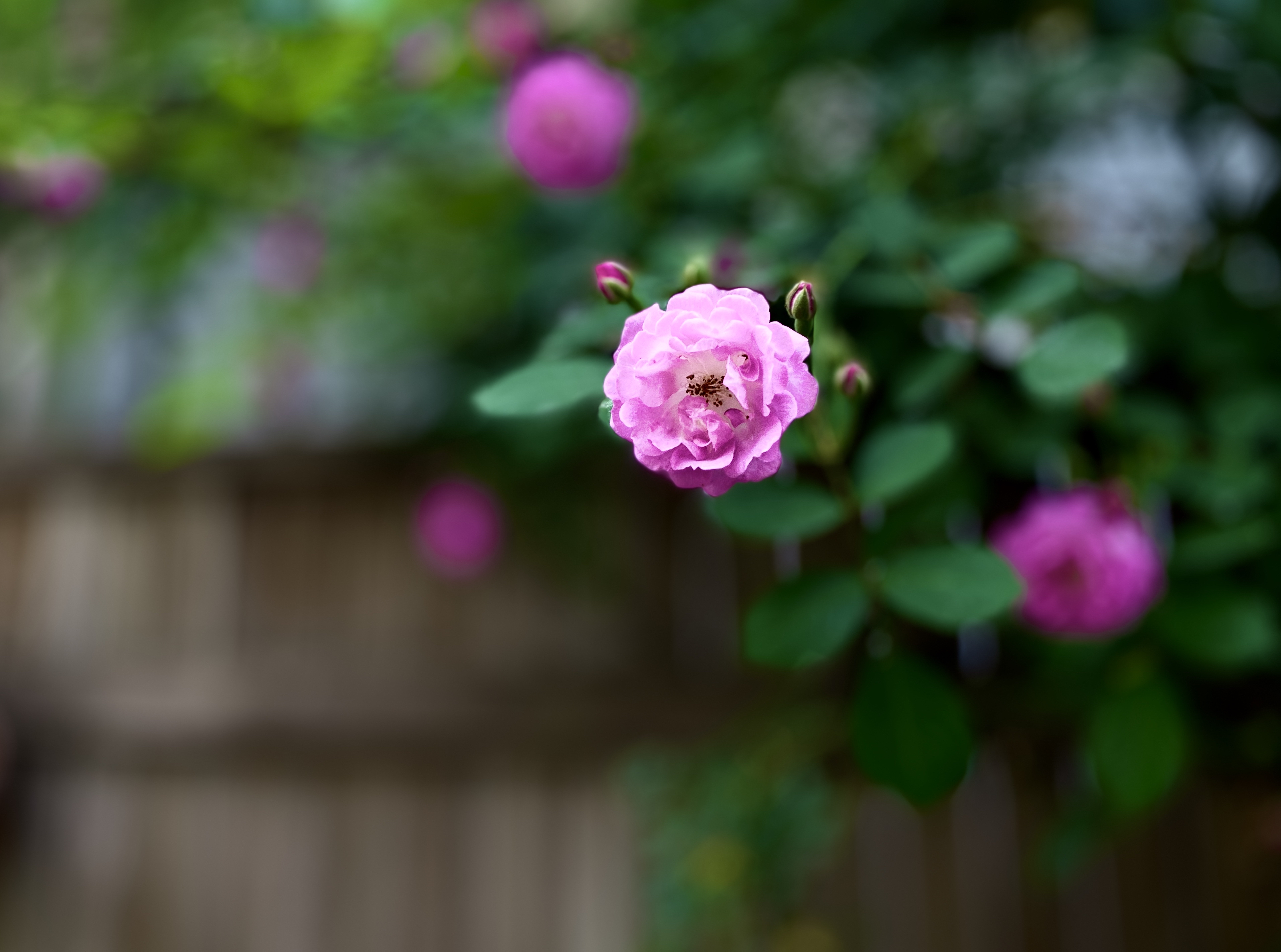 蔷薇满墙半夏来图片