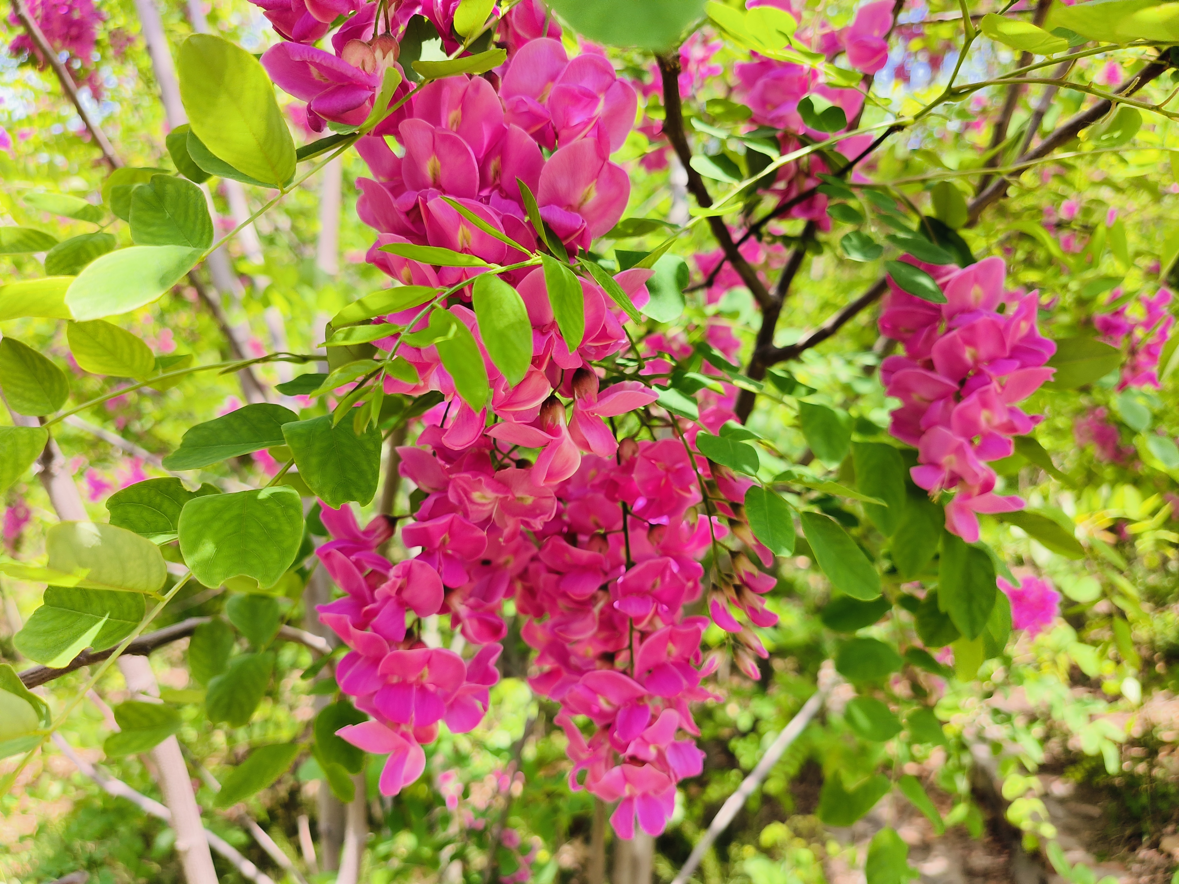 紫花槐图片