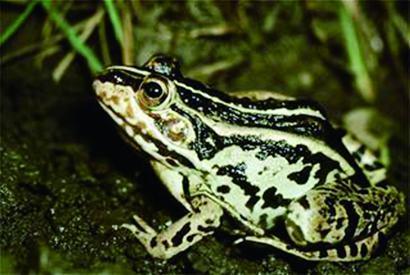 创业的众多选择中,黑斑蛙养殖成为一个新的热点,市场需求量大