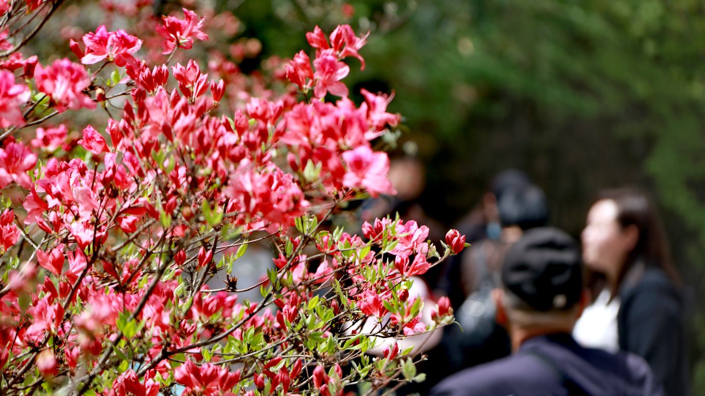 洛阳西泰山景区杜鹃花图片