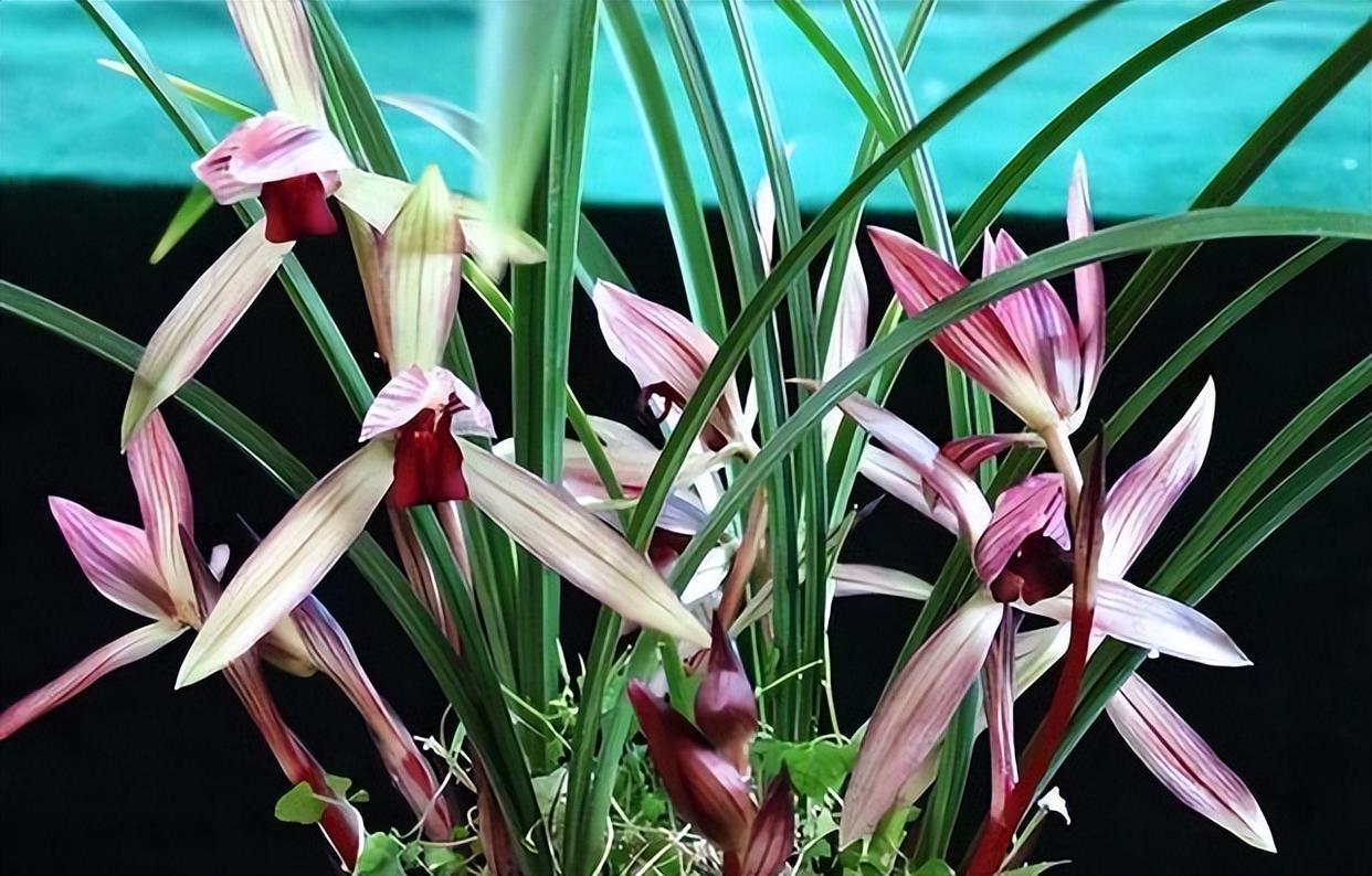 云南极品红素——滇红素,花色水红,兰香怡人,被誉为春兰之王