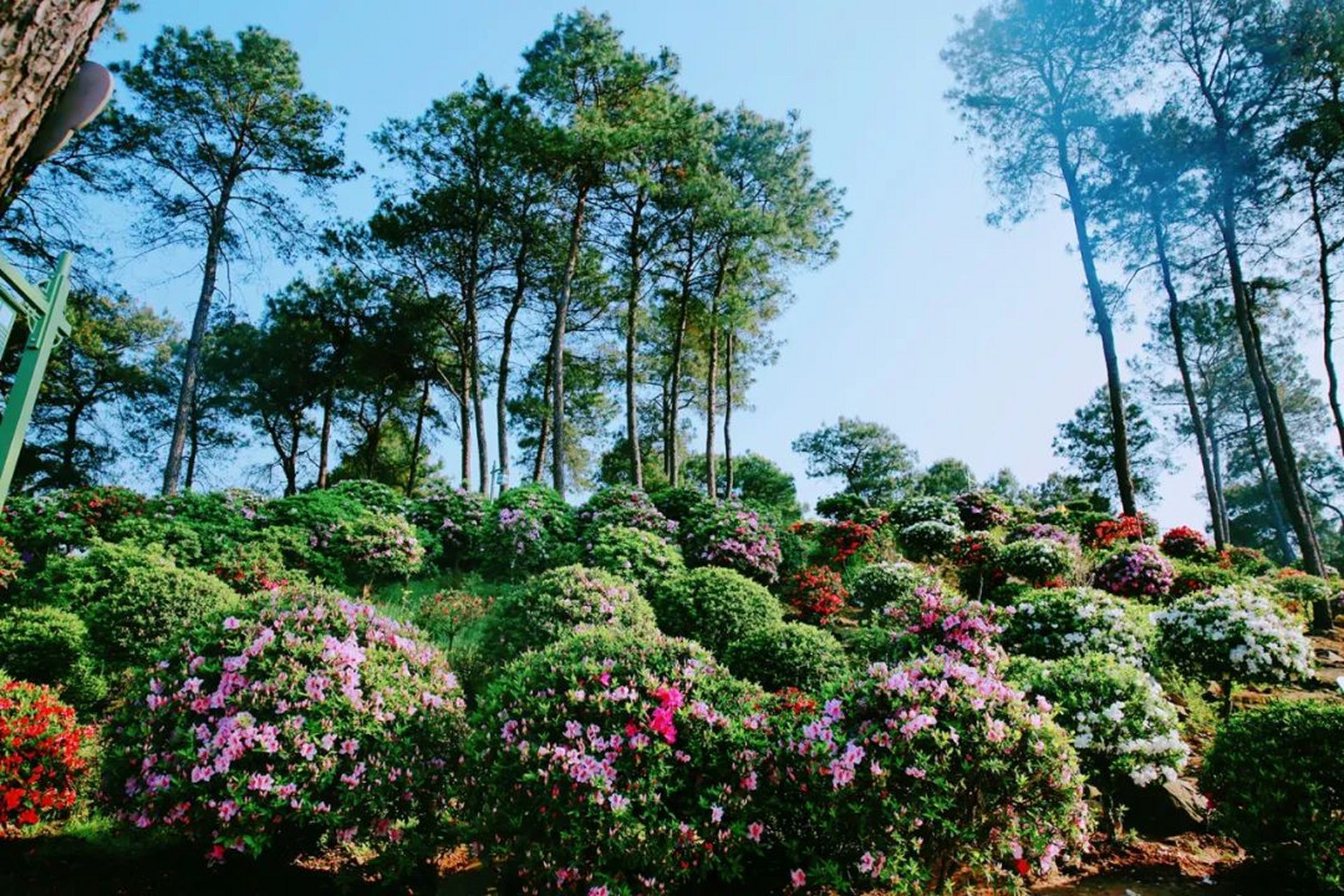 南山放牛村杜鹃花路线图片