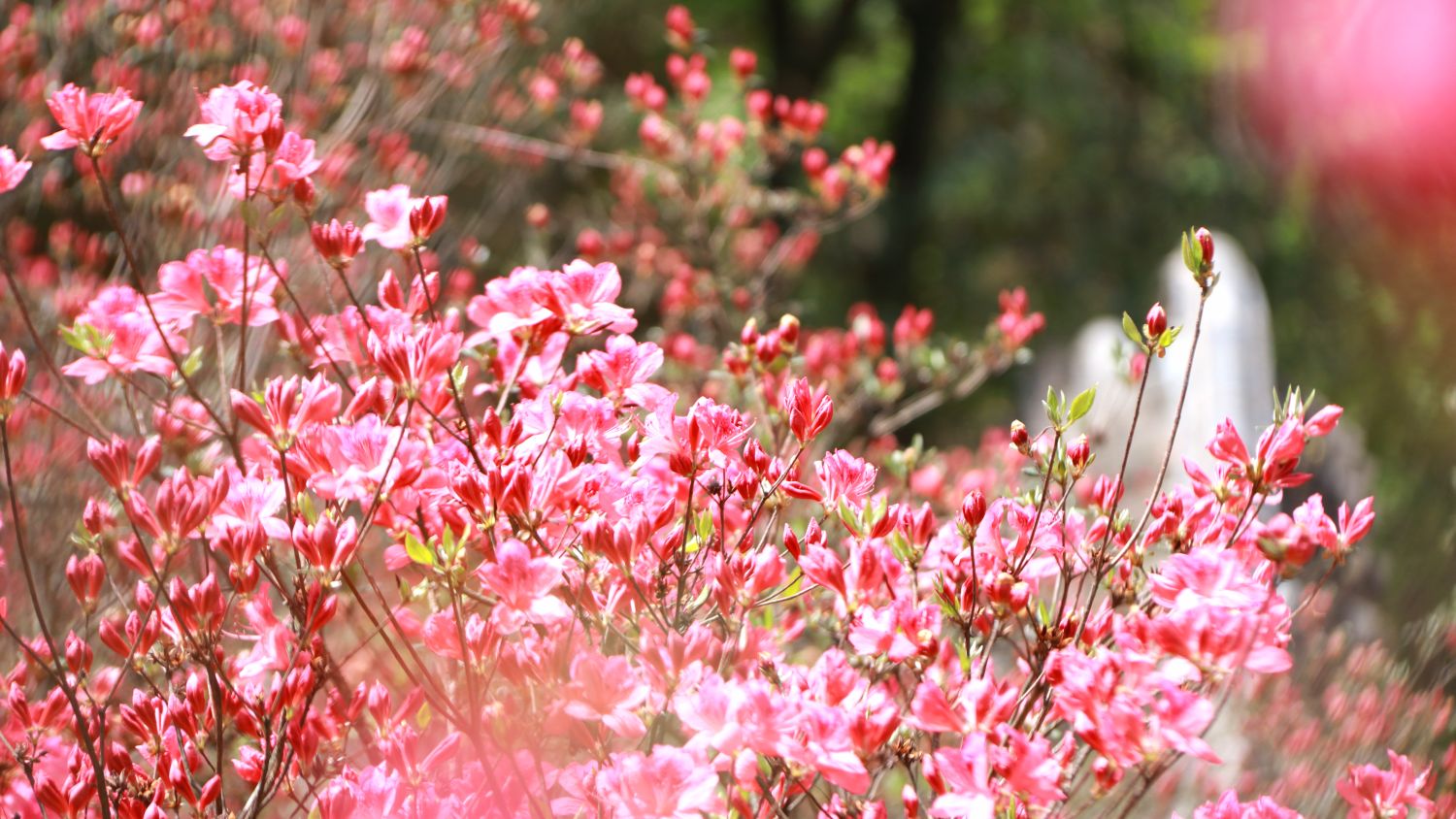 洛阳西泰山景区杜鹃花图片