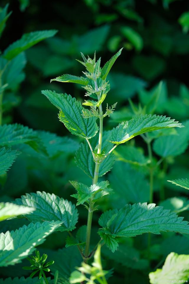 中药材,藿香的介绍