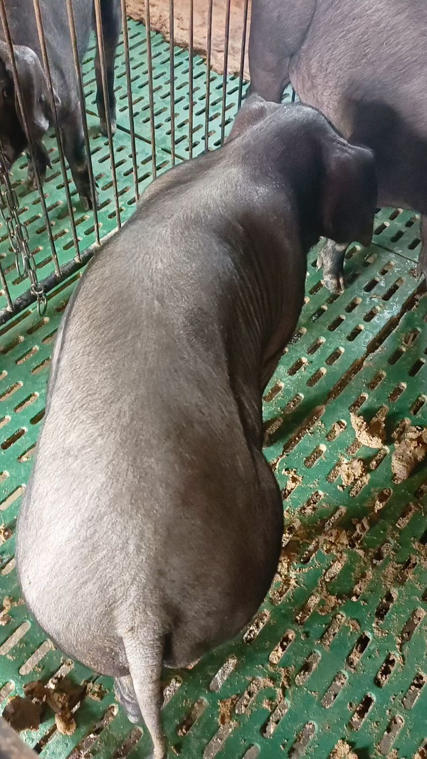 苏太母猪#黑猪养殖#后备小母猪