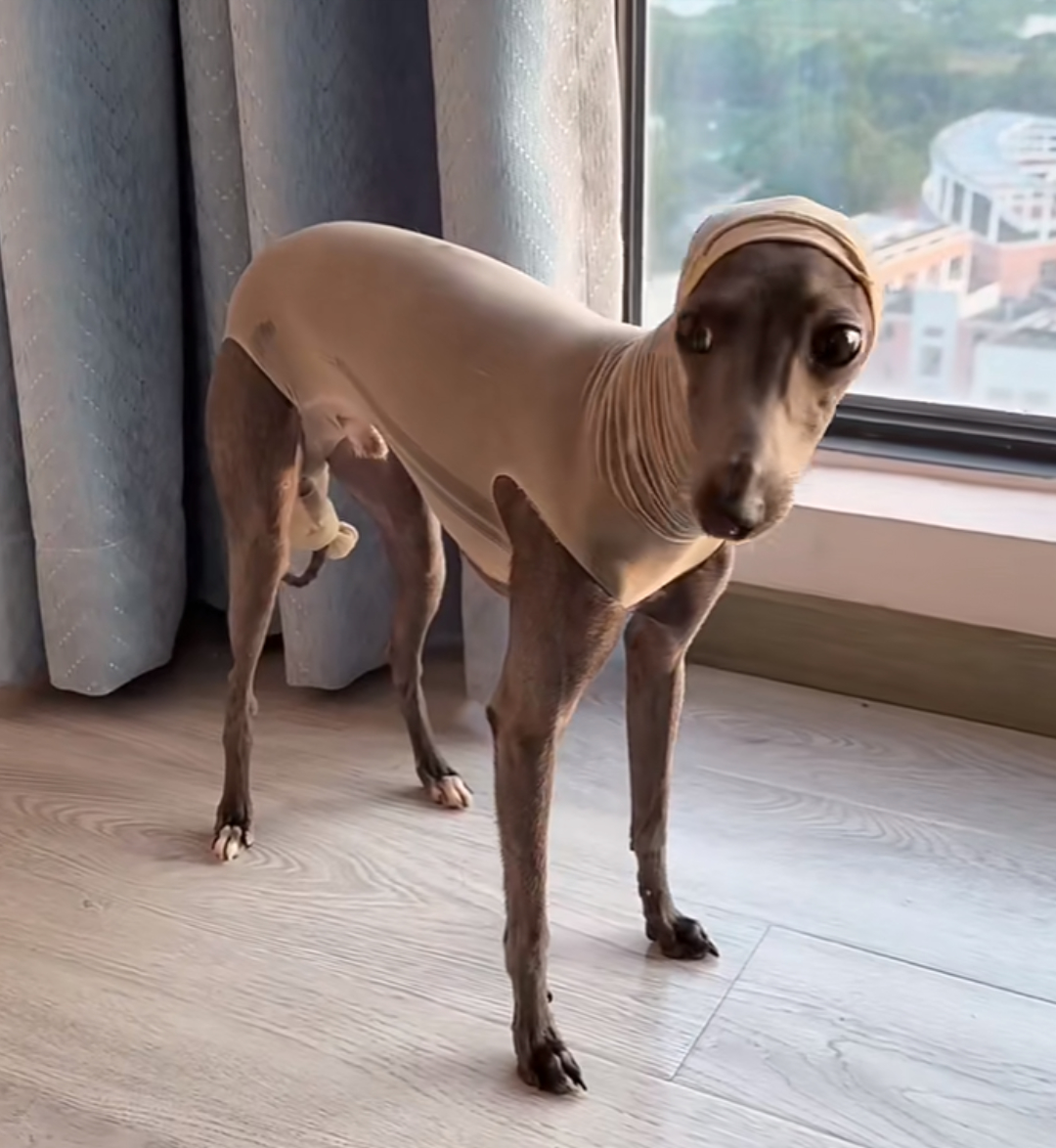 用丝袜给狗子做了个衣服