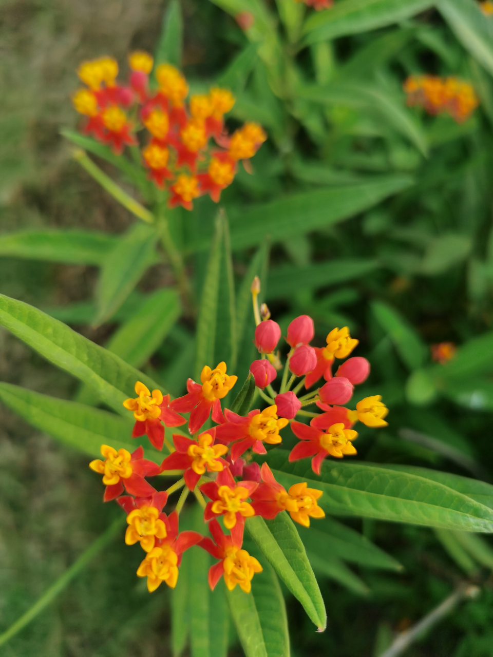 马利筋,别名金凤花,尖尾凤,莲生桂子花,芳草花等等.