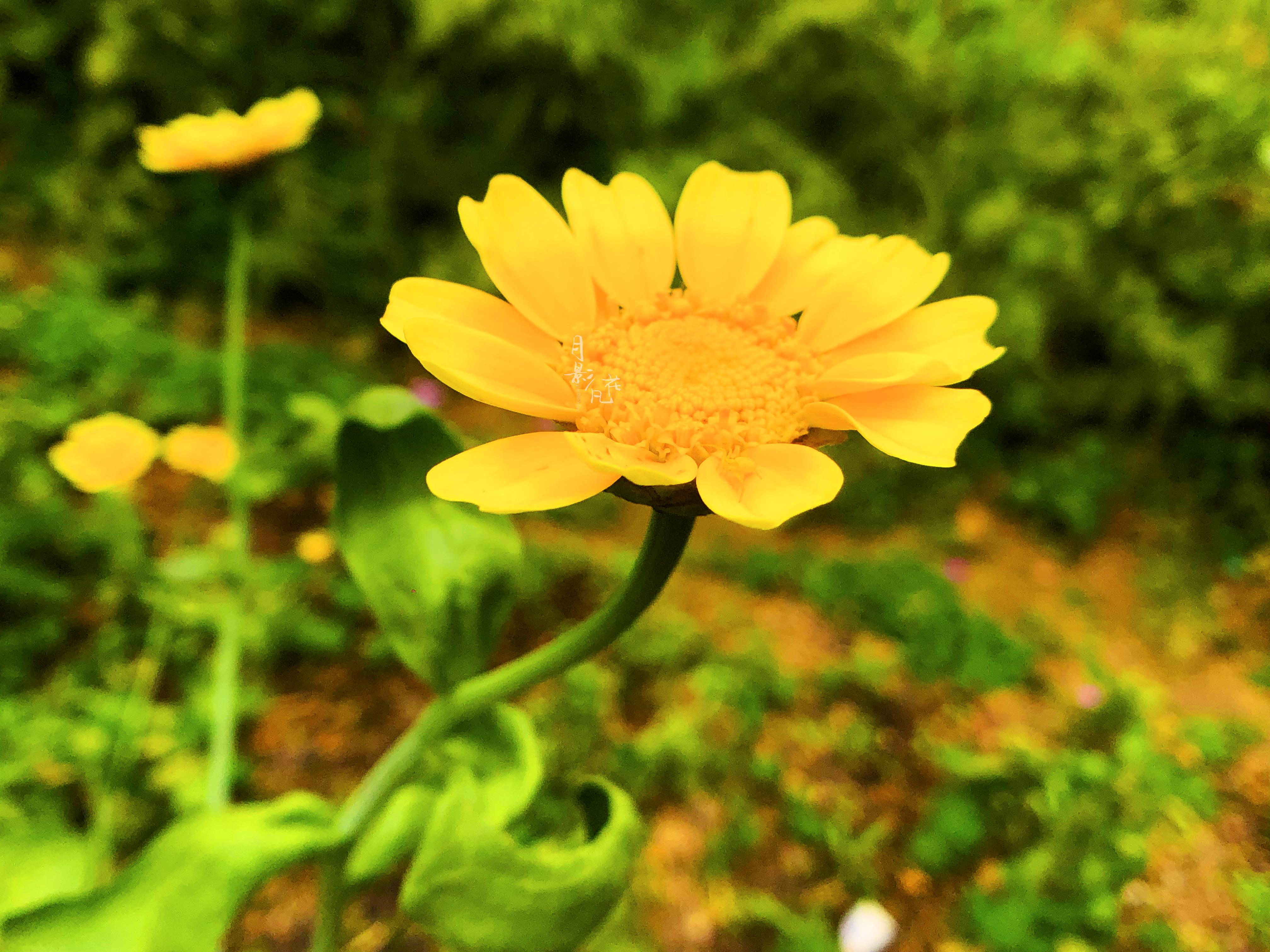 茼蒿花—皇帝菜黄艳的菊花