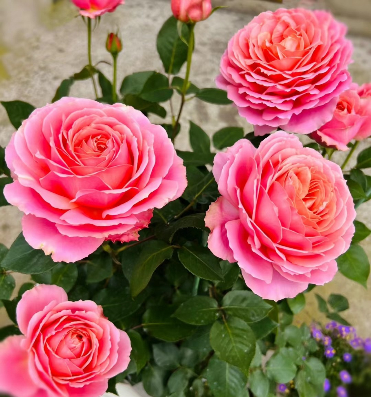 浪漫古董月季花,冷门但绝美无比.