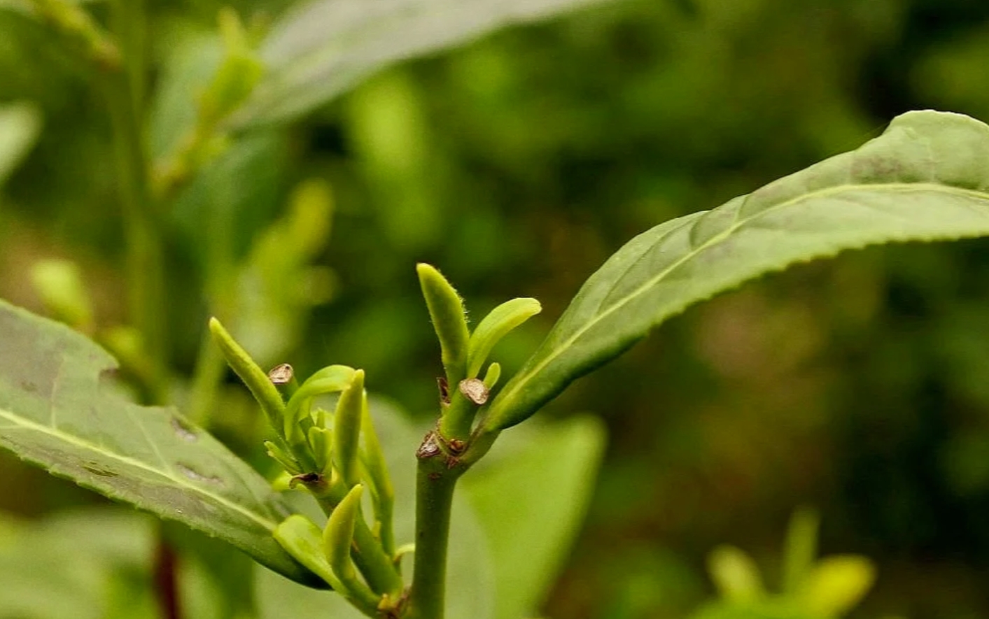 附桂骨疼颗粒图片