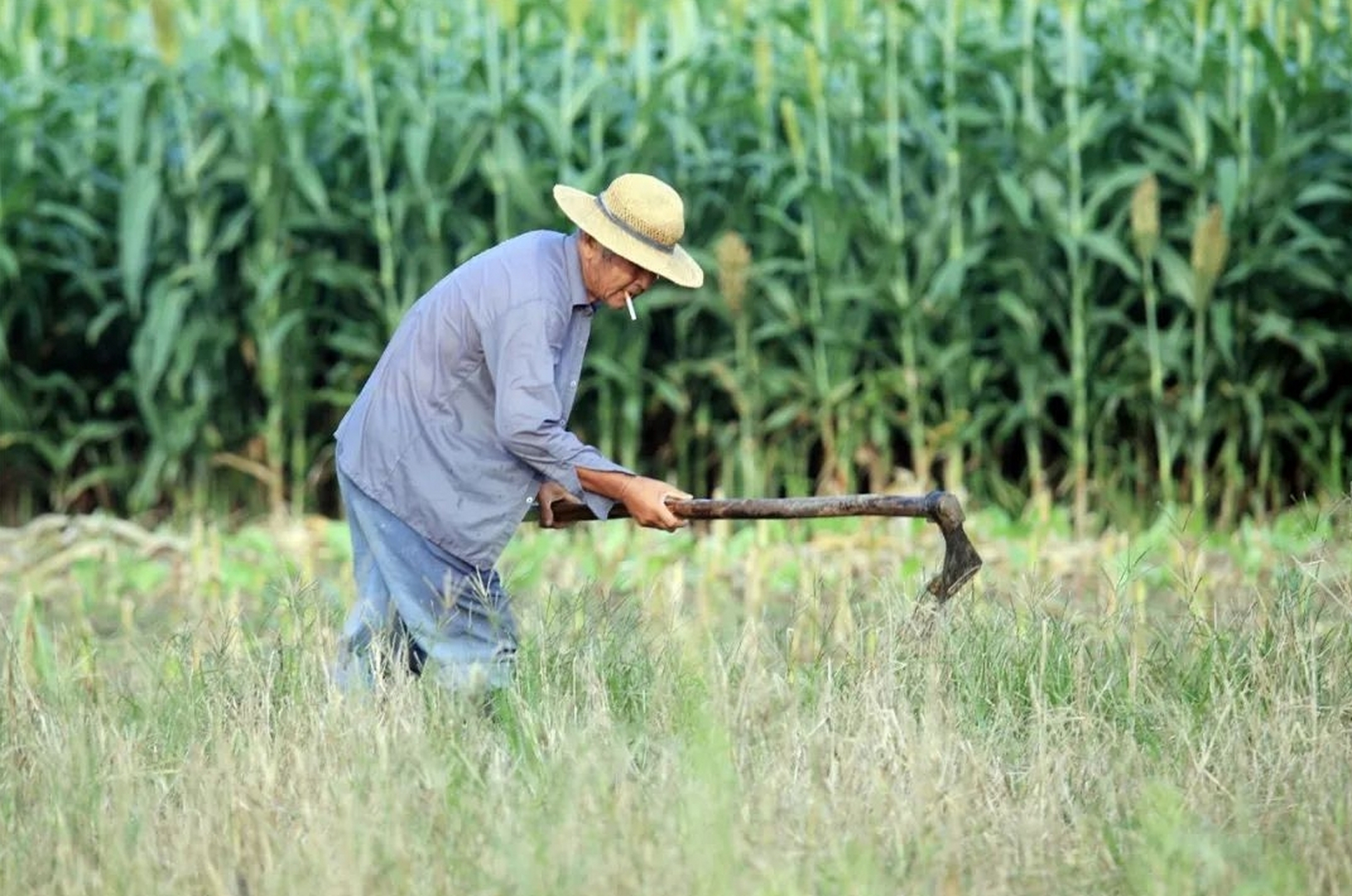 农村七八十岁老人下地干活的原因多种多样,包括身体好闲不住,不给子女