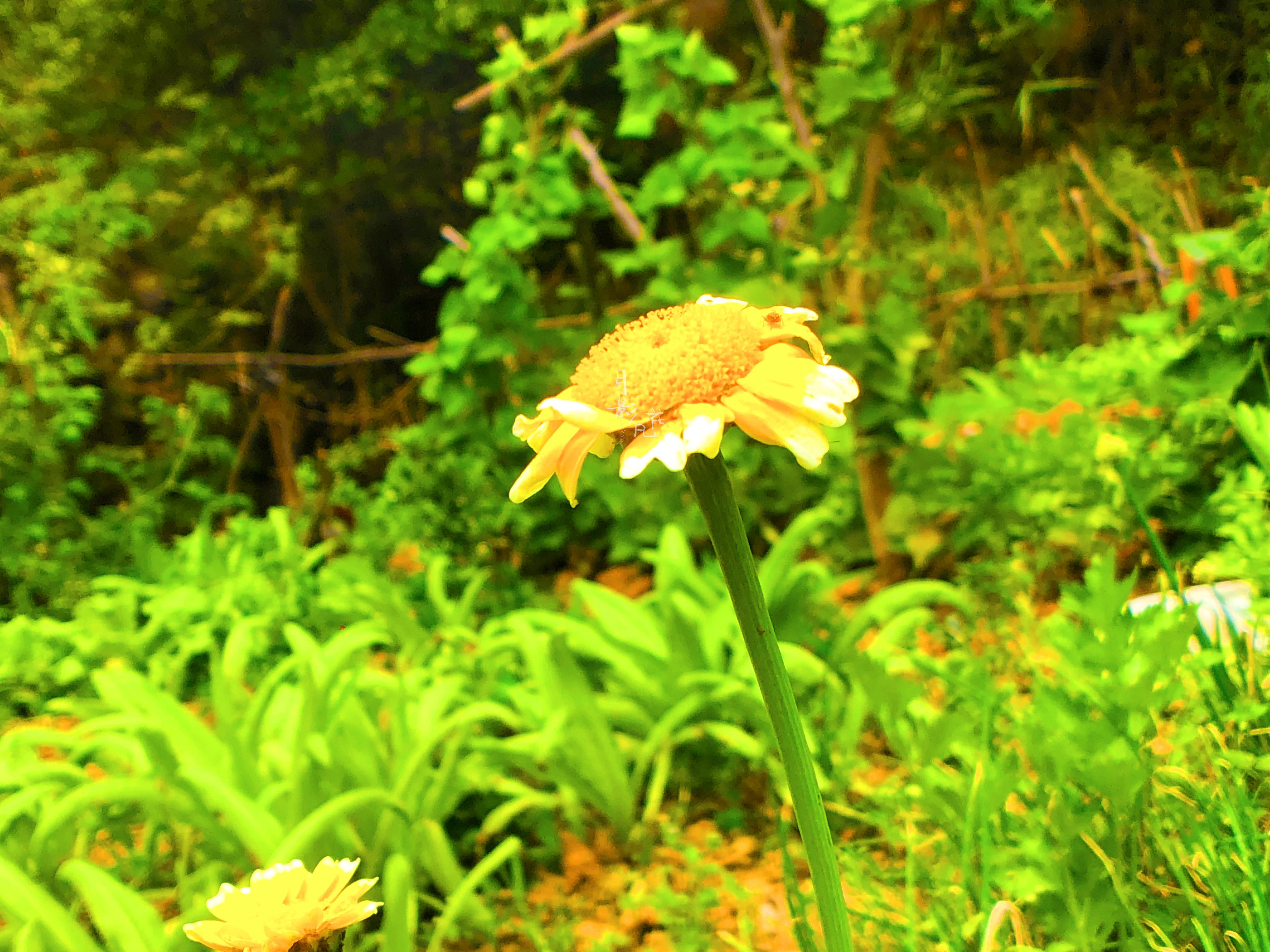 茼蒿花—皇帝菜黄艳的菊花