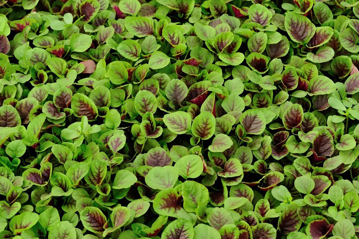 红苋菜适合几月份种,红苋菜怎么种植?